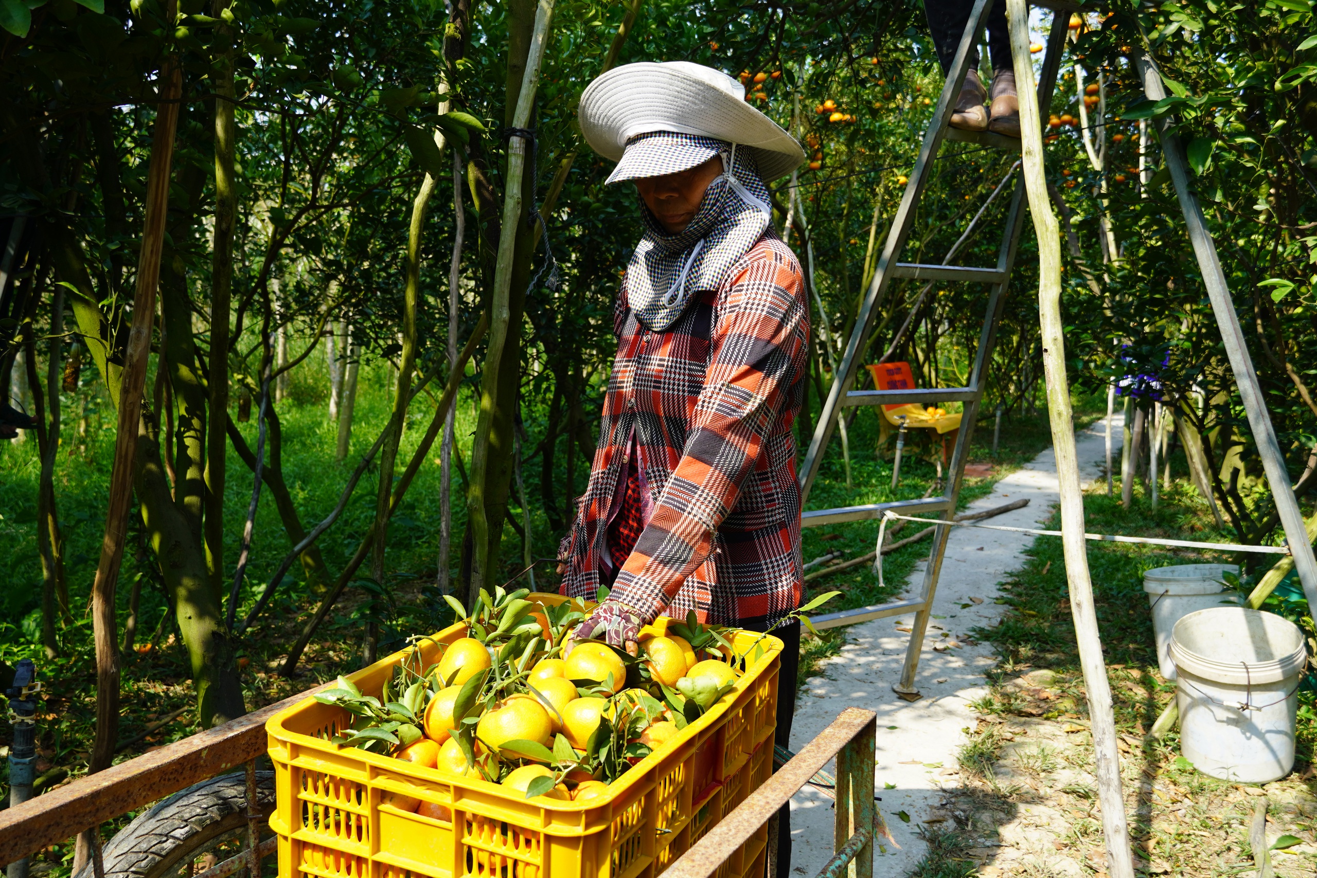 Thủ phủ qu&yacute;t hồng Lai Vung năm 2026: Gi&aacute; giảm sau vụ thu hoạch Tết - Ảnh 8.