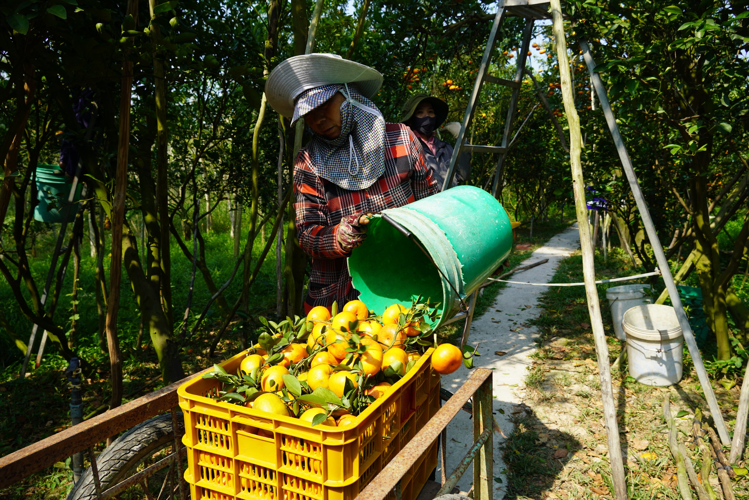 Thủ phủ qu&yacute;t hồng Lai Vung năm 2026: Gi&aacute; giảm sau vụ thu hoạch Tết - Ảnh 7.