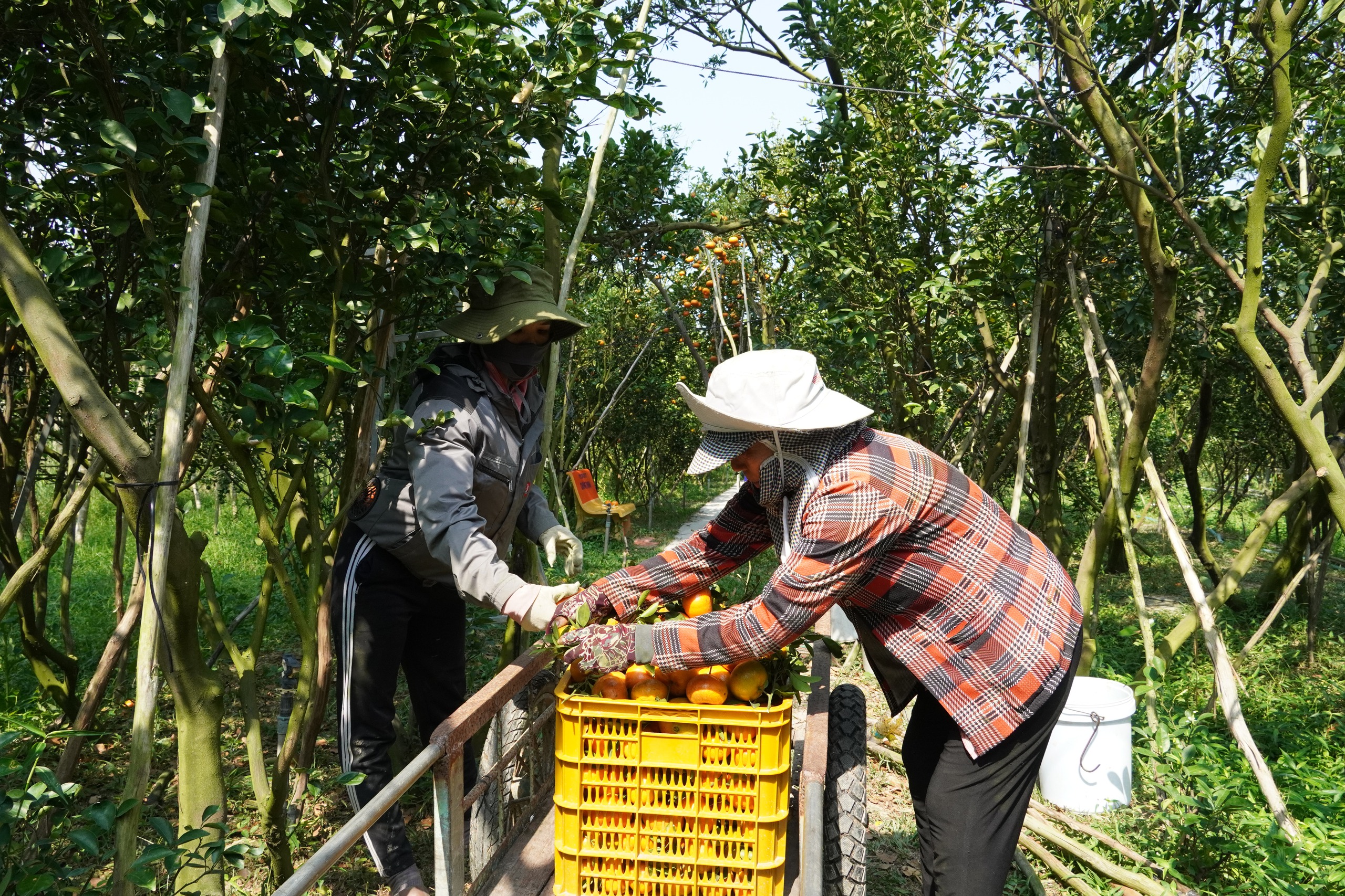 Thủ phủ qu&yacute;t hồng Lai Vung năm 2026: Gi&aacute; giảm sau vụ thu hoạch Tết - Ảnh 10.