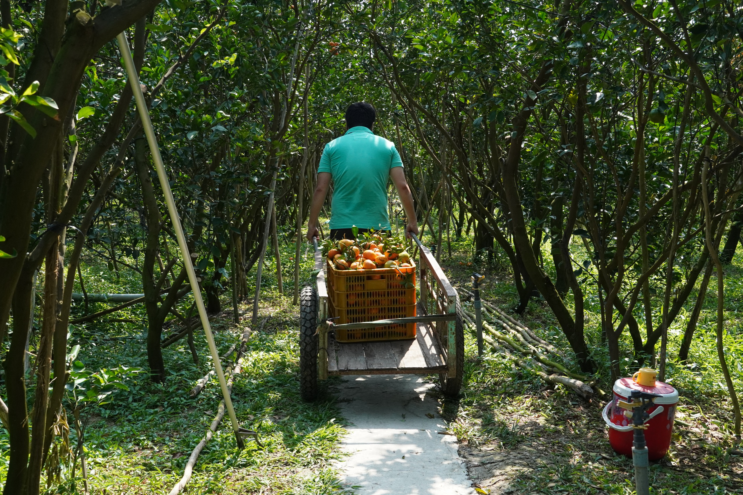 Thủ phủ qu&yacute;t hồng Lai Vung năm 2026: Gi&aacute; giảm sau vụ thu hoạch Tết - Ảnh 11.