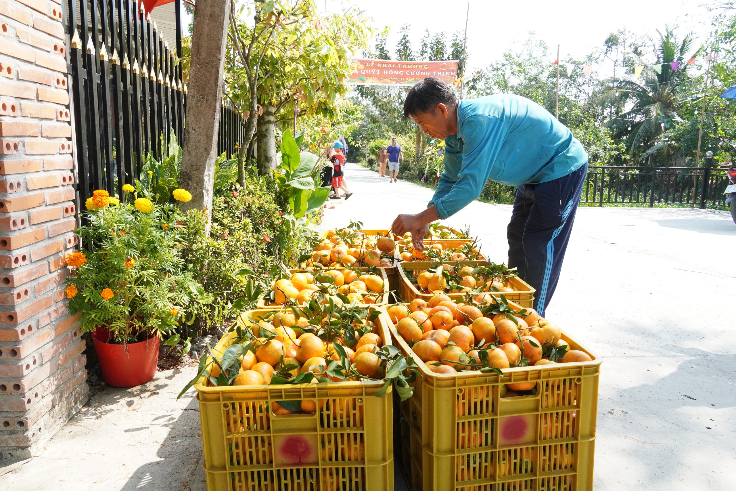 Thủ phủ qu&yacute;t hồng Lai Vung năm 2026: Gi&aacute; giảm sau vụ thu hoạch Tết - Ảnh 12.