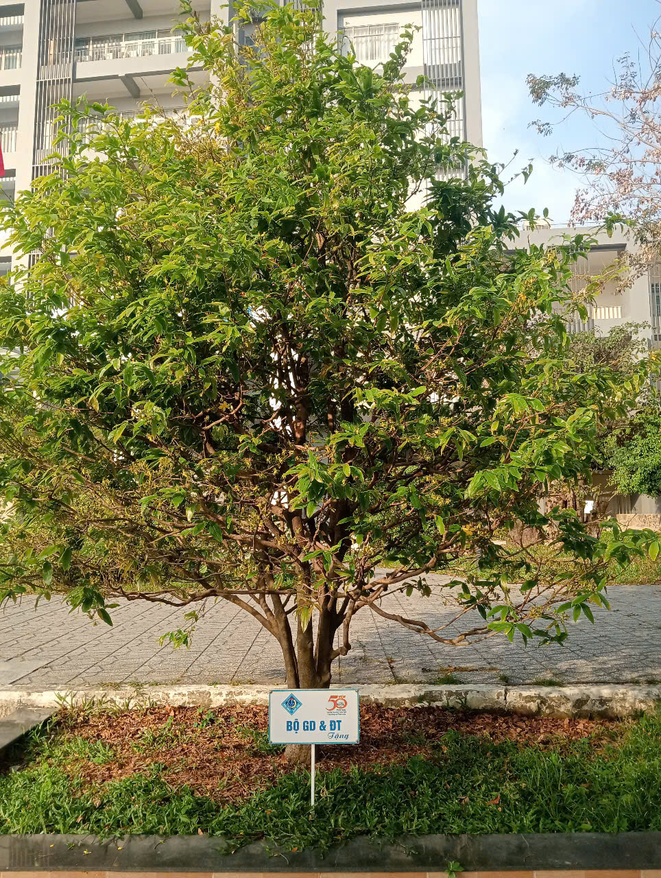 13 C&acirc;y mai lưu giữ văn h&oacute;a miền T&acirc;y tại Đại học Cần Thơ - Ảnh 16.