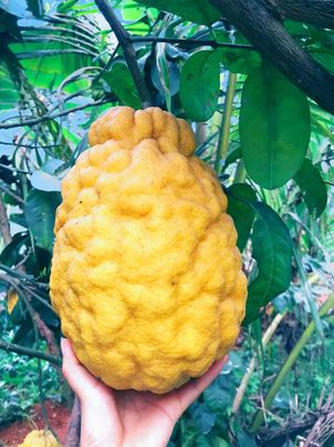 Cuộc thi "Tết xanh": Từ hương l&aacute; dong xưa đến kh&aacute;t vọng Tết Net Zero thời nay - Ảnh 4.