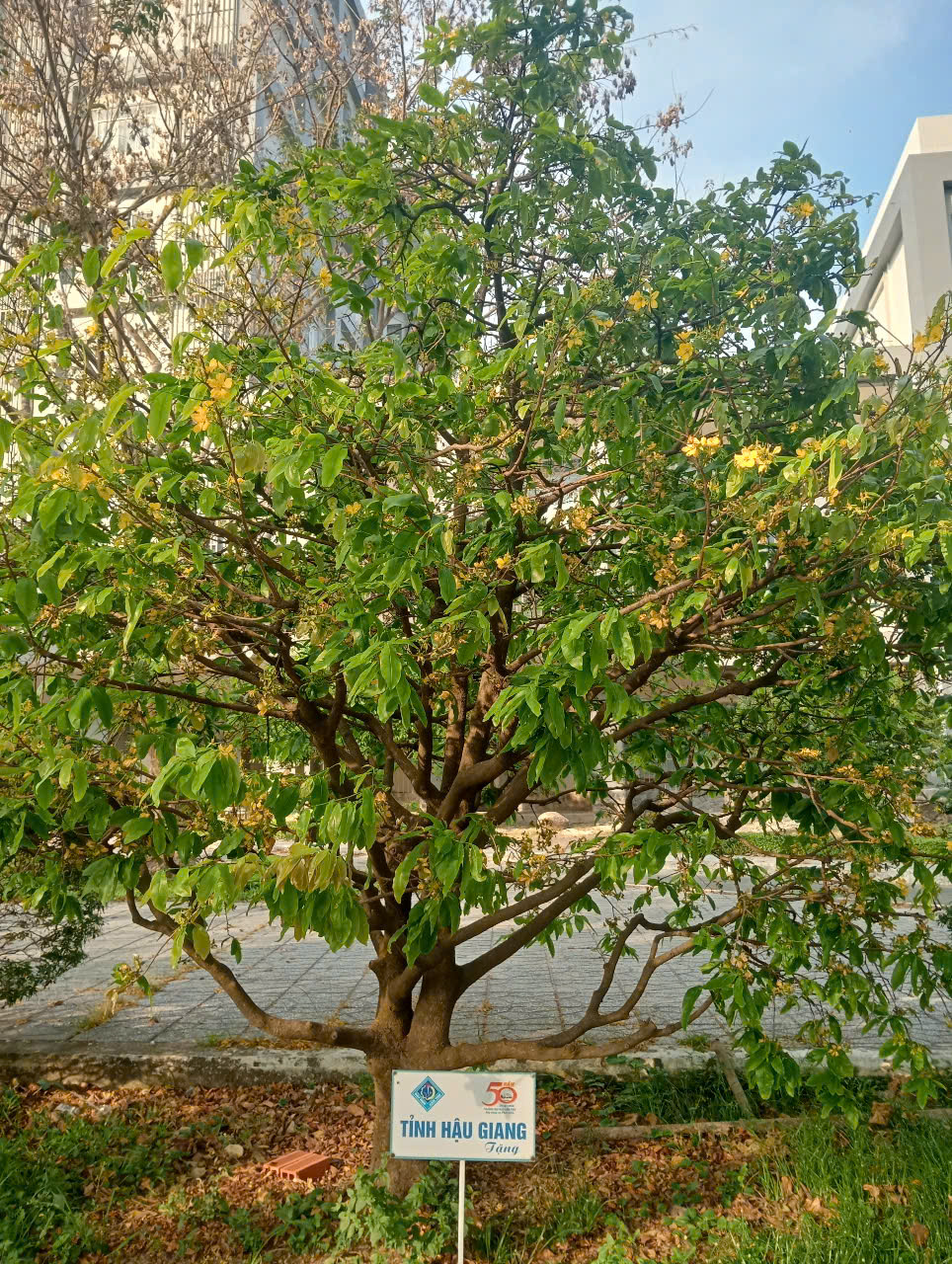 13 C&acirc;y mai lưu giữ văn h&oacute;a miền T&acirc;y tại Đại học Cần Thơ - Ảnh 6.