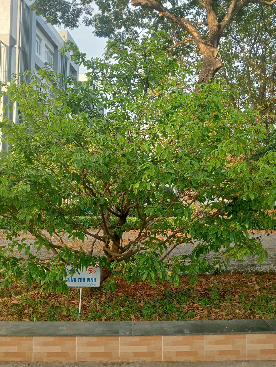 13 C&acirc;y mai lưu giữ văn h&oacute;a miền T&acirc;y tại Đại học Cần Thơ - Ảnh 7.