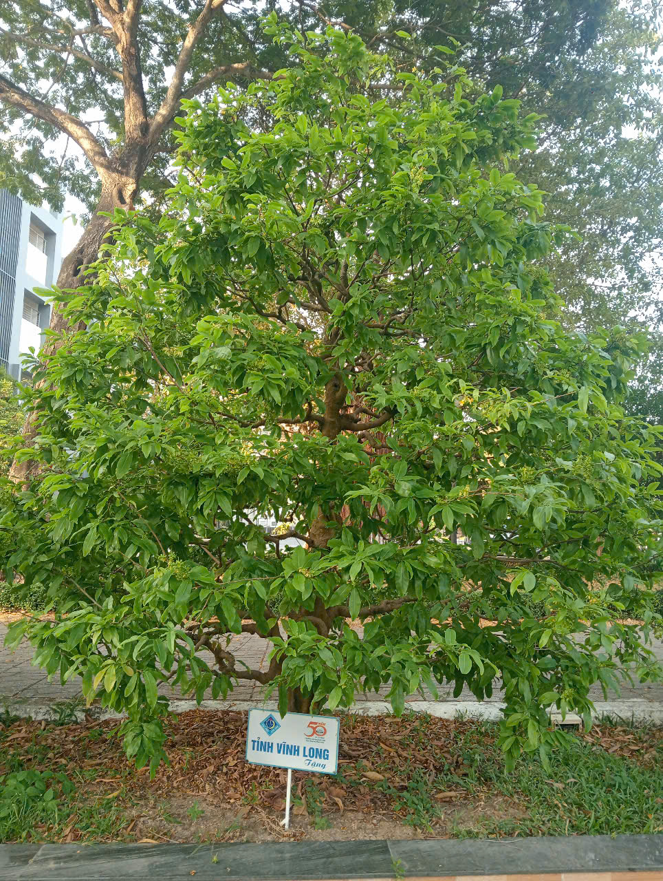 13 C&acirc;y mai lưu giữ văn h&oacute;a miền T&acirc;y tại Đại học Cần Thơ - Ảnh 8.