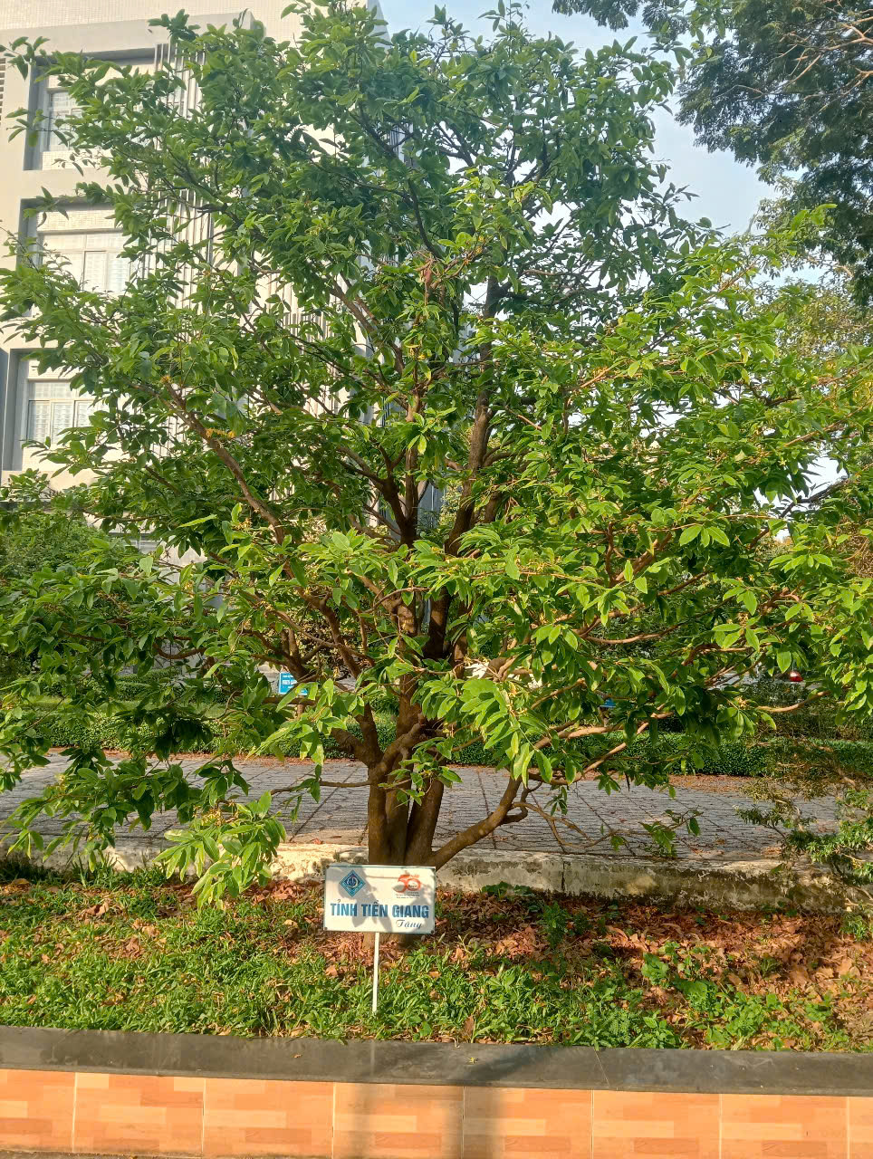 13 C&acirc;y mai lưu giữ văn h&oacute;a miền T&acirc;y tại Đại học Cần Thơ - Ảnh 9.