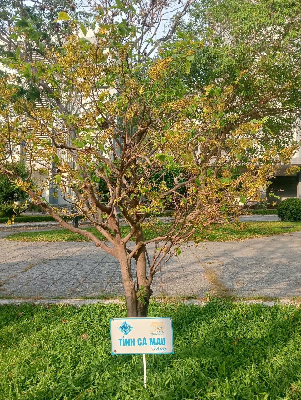 13 C&acirc;y mai lưu giữ văn h&oacute;a miền T&acirc;y tại Đại học Cần Thơ - Ảnh 10.