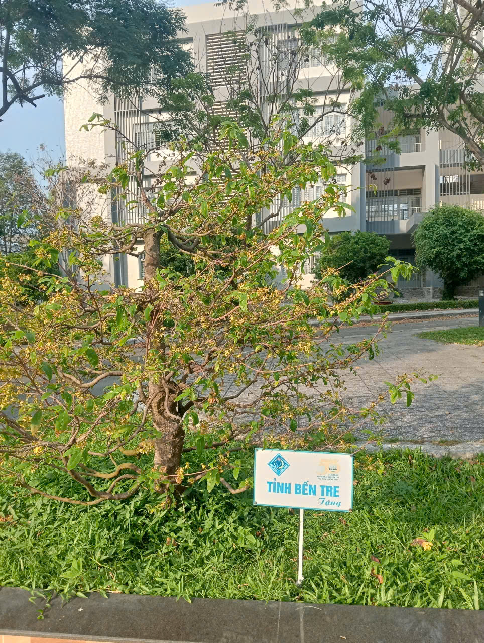 13 C&acirc;y mai lưu giữ văn h&oacute;a miền T&acirc;y tại Đại học Cần Thơ - Ảnh 11.