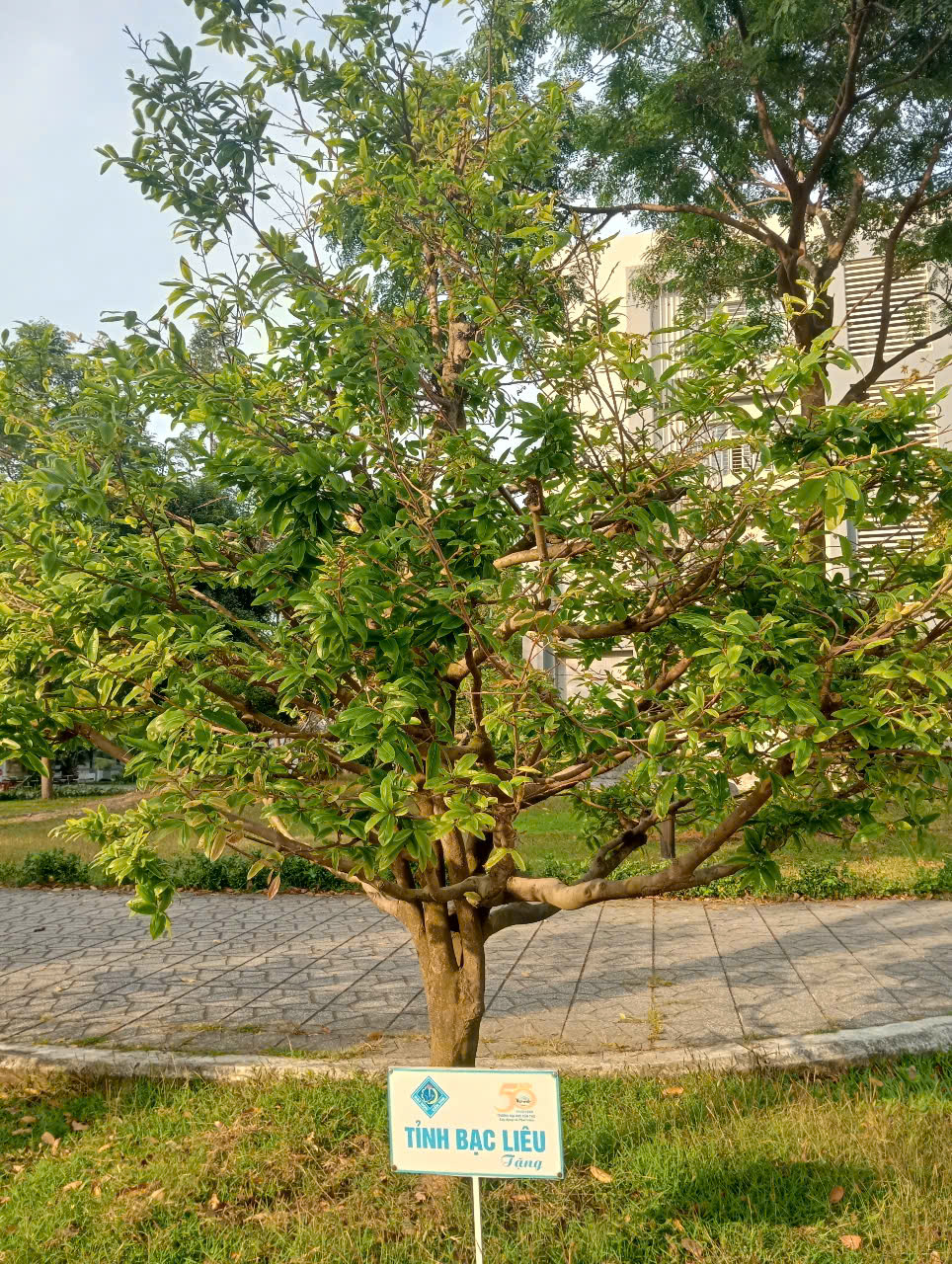 13 C&acirc;y mai lưu giữ văn h&oacute;a miền T&acirc;y tại Đại học Cần Thơ - Ảnh 13.