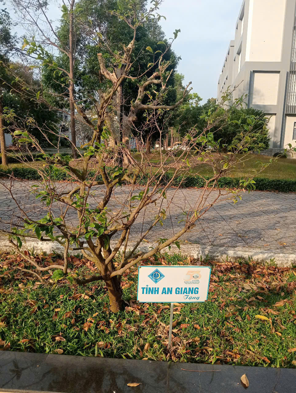 13 C&acirc;y mai lưu giữ văn h&oacute;a miền T&acirc;y tại Đại học Cần Thơ - Ảnh 15.