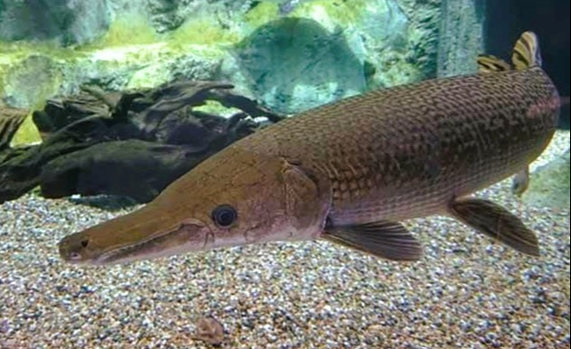 Sở Y tế Thanh H&oacute;a th&ocirc;ng tin ch&iacute;nh chức vụ ngộ độc do ăn trứng c&aacute; ph&uacute;c lộc thọ - Ảnh 1.