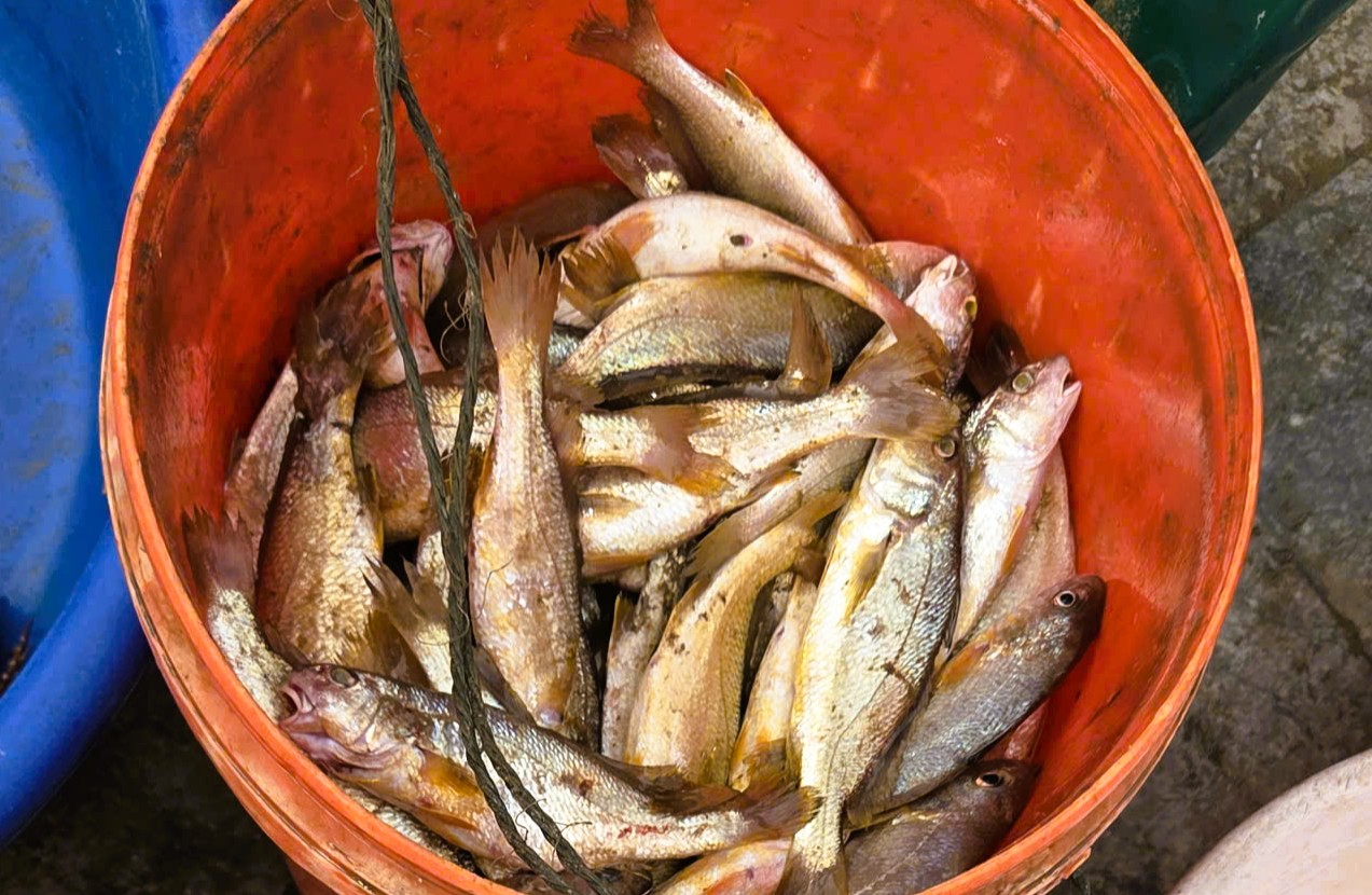 Gần 1 triệu đồng/kg cá khoai, ngư dân hồ hởi 