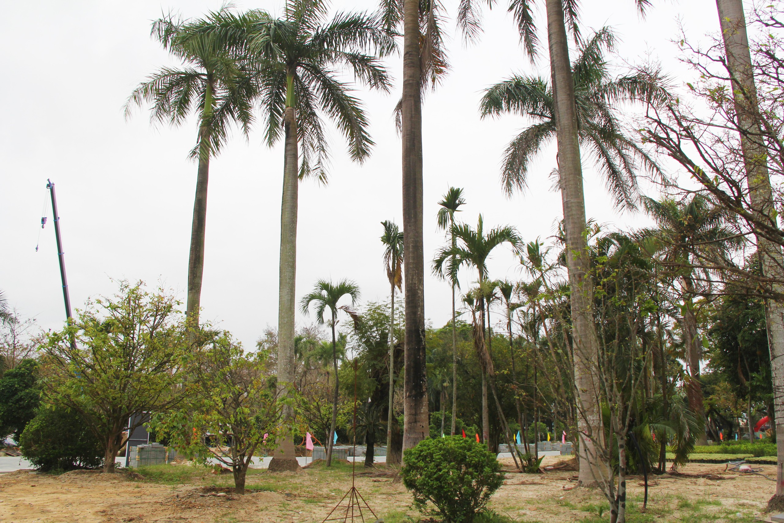 Dự án Công viên 29 Tháng 3: Chiếc nhẫn hòa bình tại Đà Nẵng hoàn thành Tháng 9 - 2026 - Ảnh 5. Dự án Công viên 29 Tháng 3: Chiếc nhẫn hòa bình tại Đà Nẵng hoàn thành Tháng 9 - 2026 - Ảnh 5.