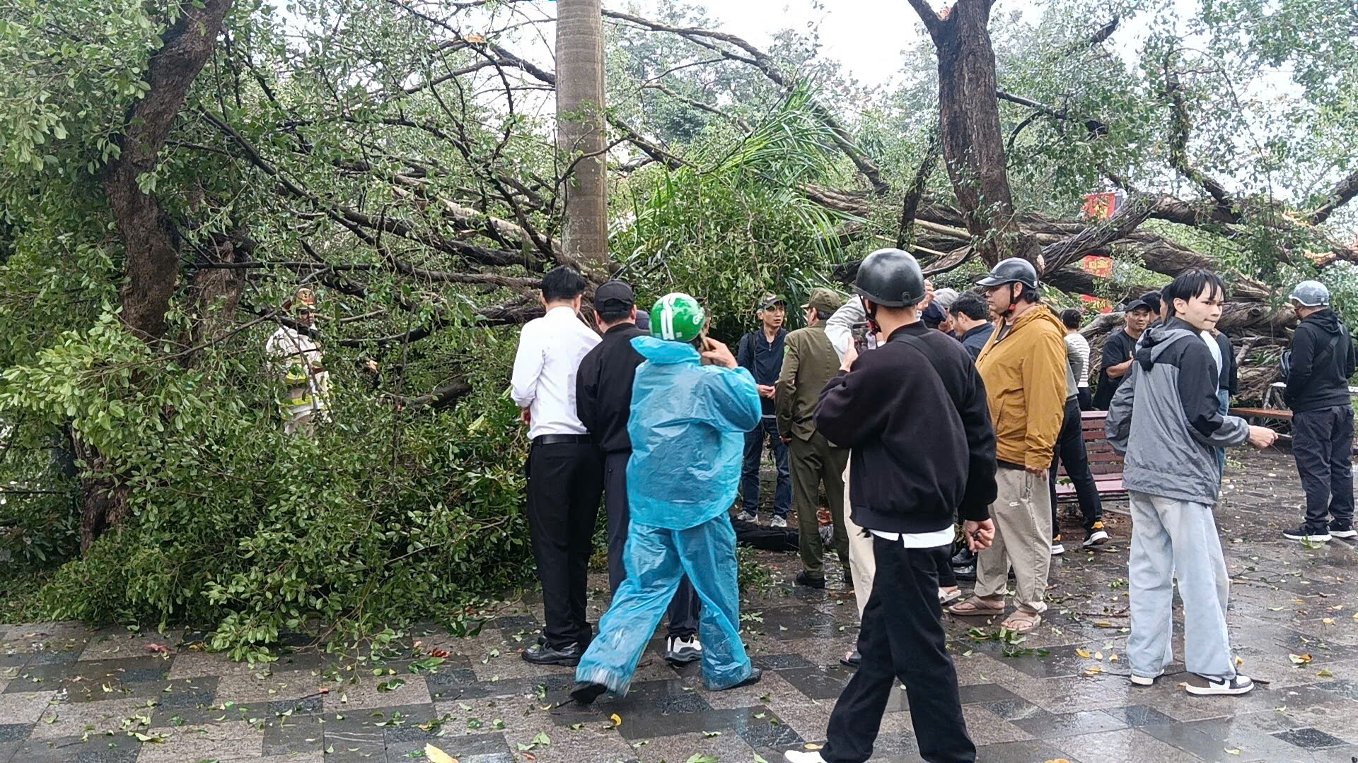 Cây cổ thụ bất ngờ đổ xuống đường Thanh Niên , gây thương tích cho người đi đường - Ảnh 1.