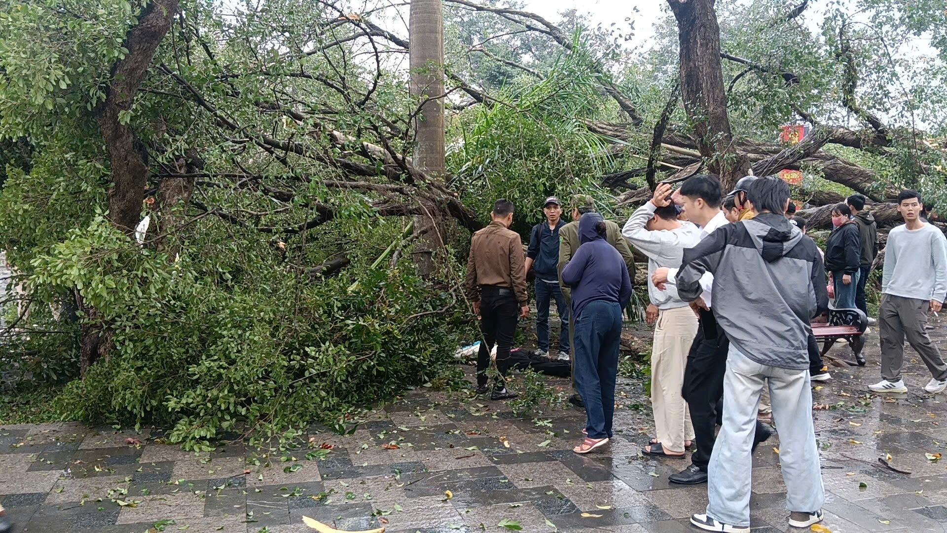 Cây cổ thụ bất ngờ đổ xuống đường Thanh Niên , gây thương tích cho người đi đường - Ảnh 2.