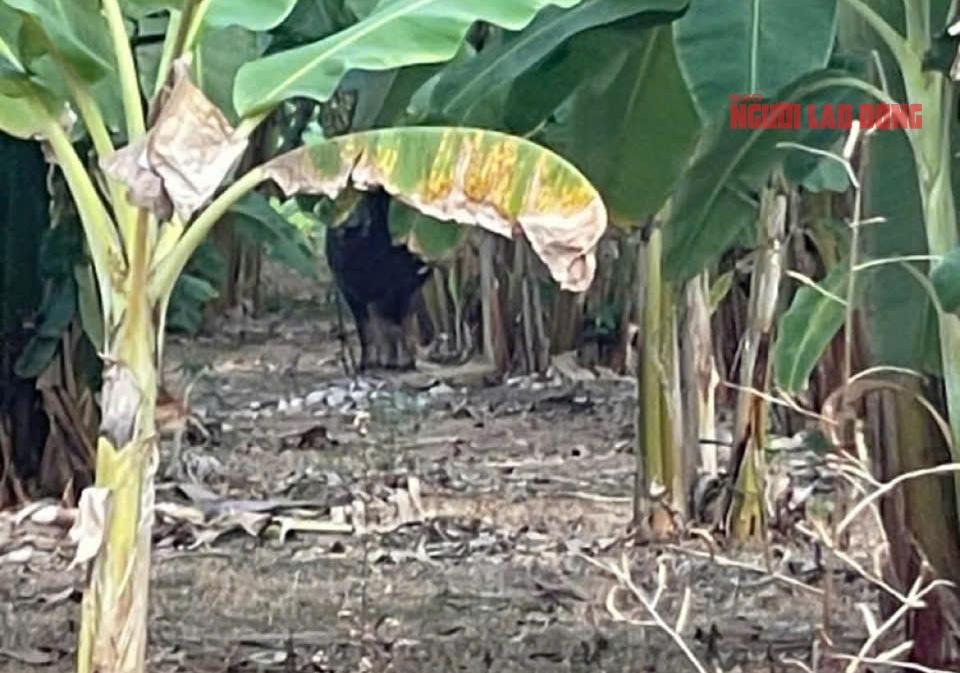 Trâu dữ rượt đuổi ở Quảng Trị khiến 2 người bị thương nghiêm trọng - Ảnh 1.