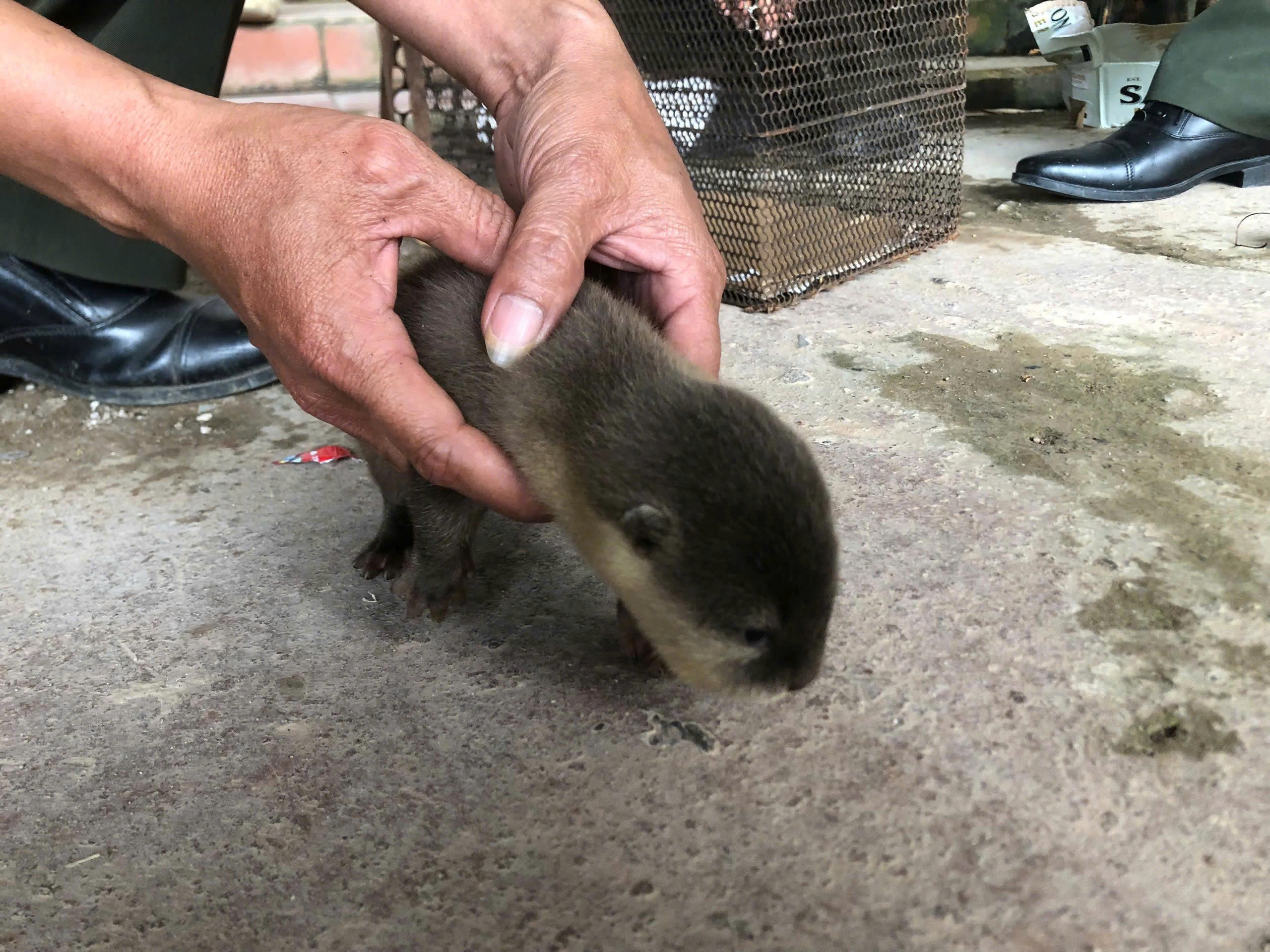 Phát hiện con vật quý hiếm, yếu ớt nằm bên bờ suối - Ảnh 2. Phát hiện con vật quý hiếm, yếu ớt nằm bên bờ suối - Ảnh 2.