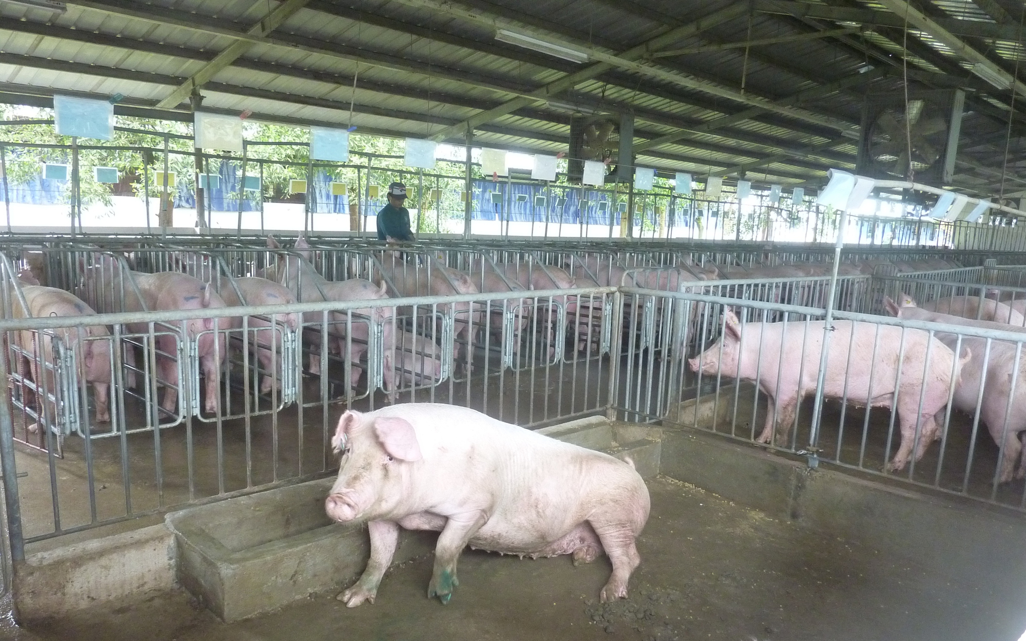 Giá heo hơi hôm nay, 28-2: Diễn biến mới tại chợ đầu mối - Ảnh 1.