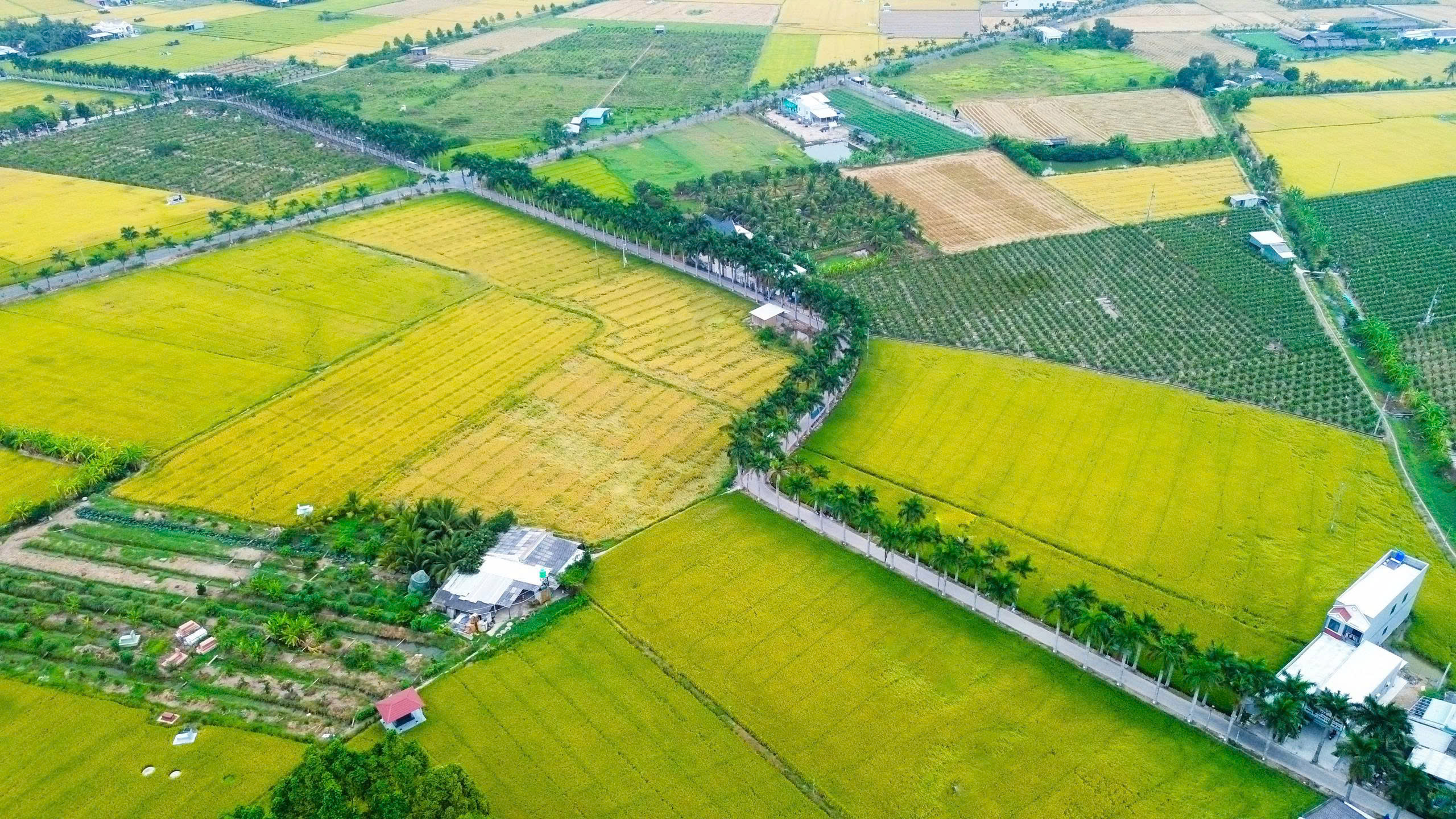 T&acirc;y Ninh: X&atilde; T&acirc;n Trụ kh&aacute;t vọng bứt ph&aacute; trong kỷ nguy&ecirc;n mới - Ảnh 4.