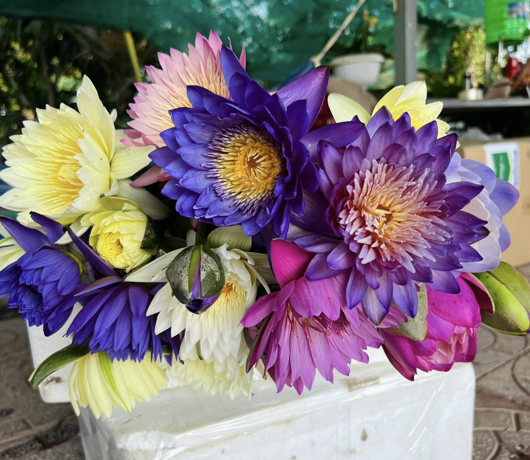 Kinh doanh hoa s&uacute;ng kiểng: C&aacute;ch phụ nữ Cần Thơ thu lợi triệu đồng mỗi ng&agrave;y - Ảnh 9.