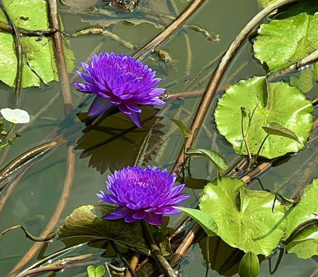 Kinh doanh hoa s&uacute;ng kiểng: C&aacute;ch phụ nữ Cần Thơ thu lợi triệu đồng mỗi ng&agrave;y - Ảnh 6.