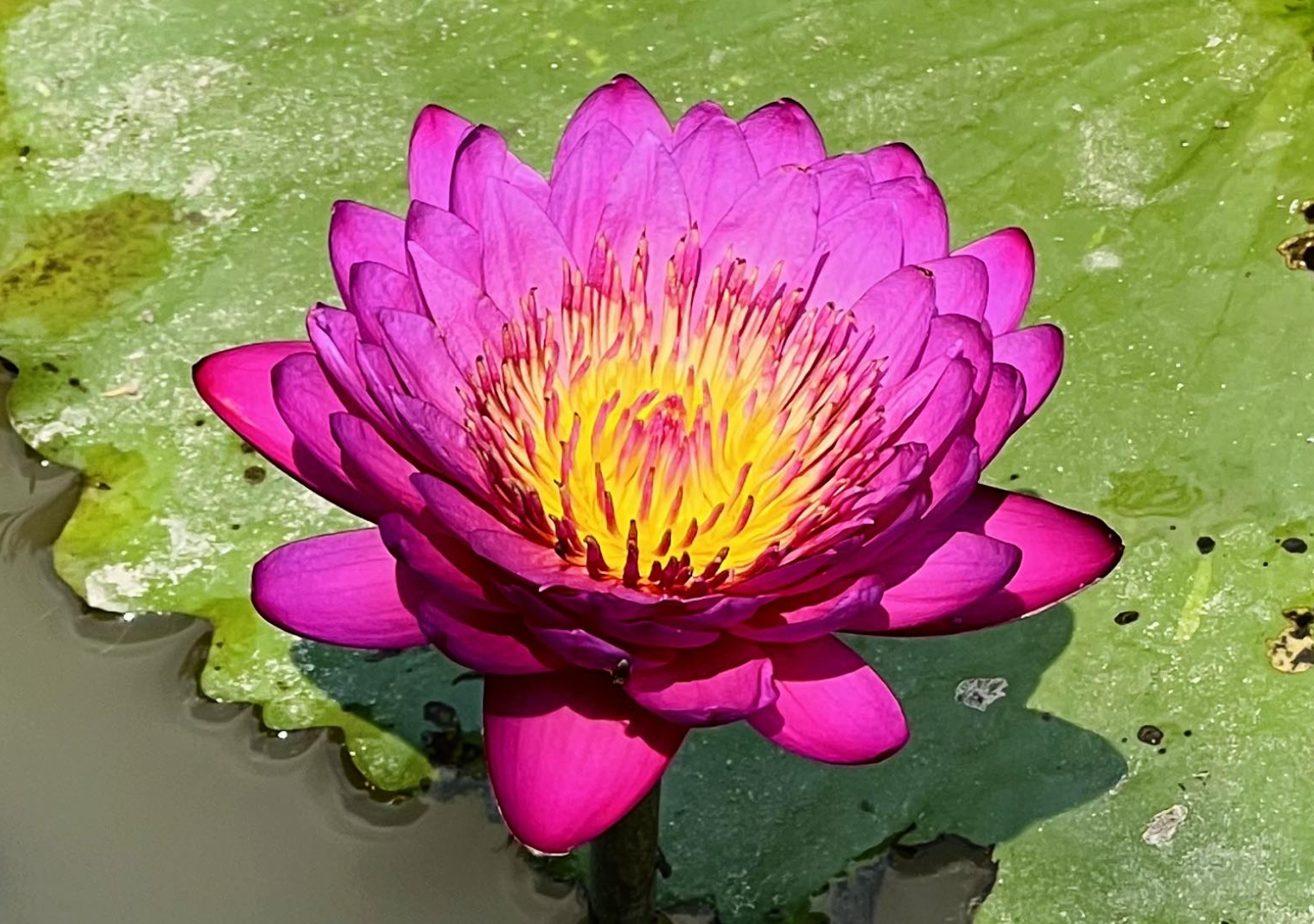 Kinh doanh hoa s&uacute;ng kiểng: C&aacute;ch phụ nữ Cần Thơ thu lợi triệu đồng mỗi ng&agrave;y - Ảnh 5.