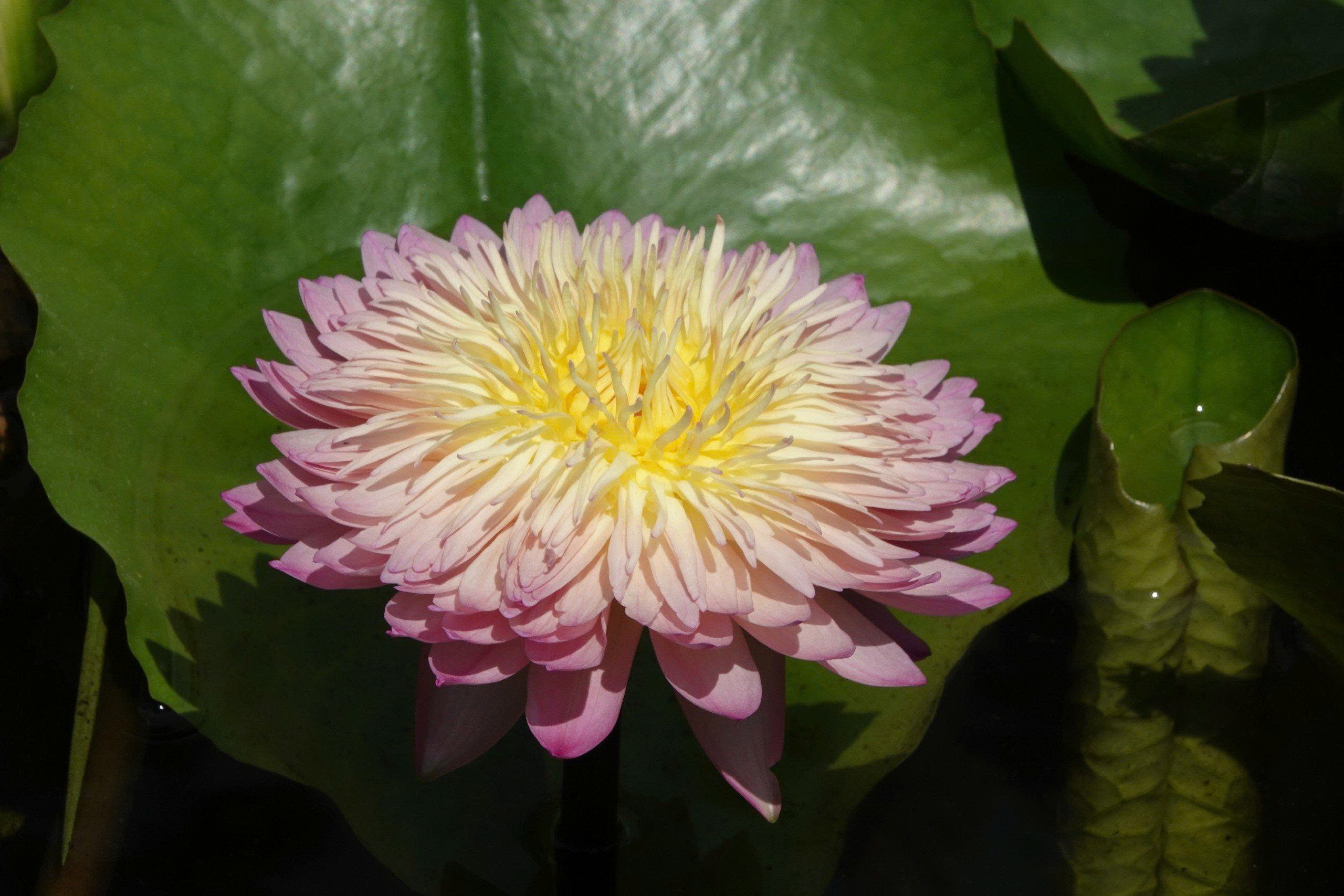 Kinh doanh hoa s&uacute;ng kiểng: C&aacute;ch phụ nữ Cần Thơ thu lợi triệu đồng mỗi ng&agrave;y - Ảnh 7.