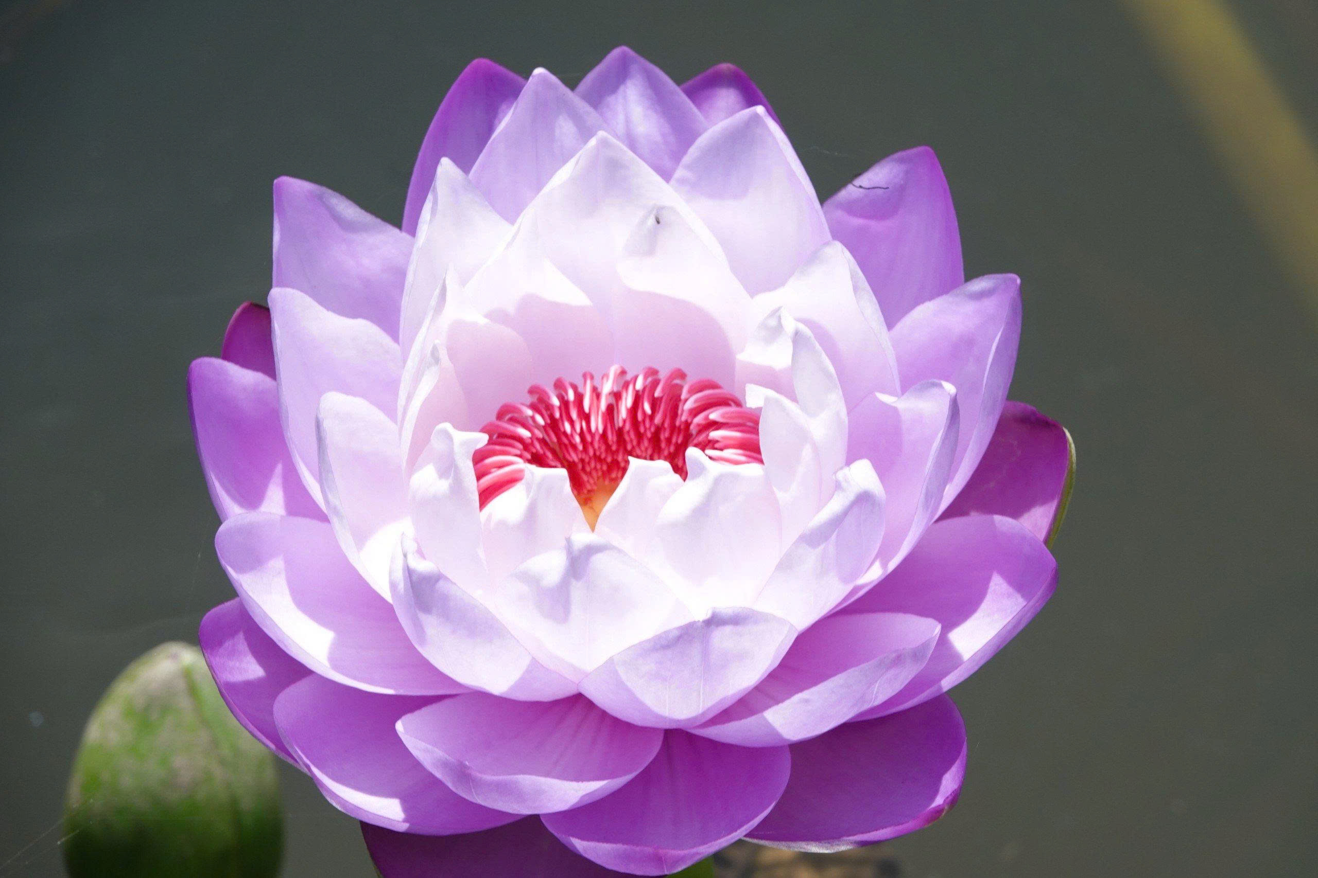 Kinh doanh hoa s&uacute;ng kiểng: C&aacute;ch phụ nữ Cần Thơ thu lợi triệu đồng mỗi ng&agrave;y - Ảnh 4.