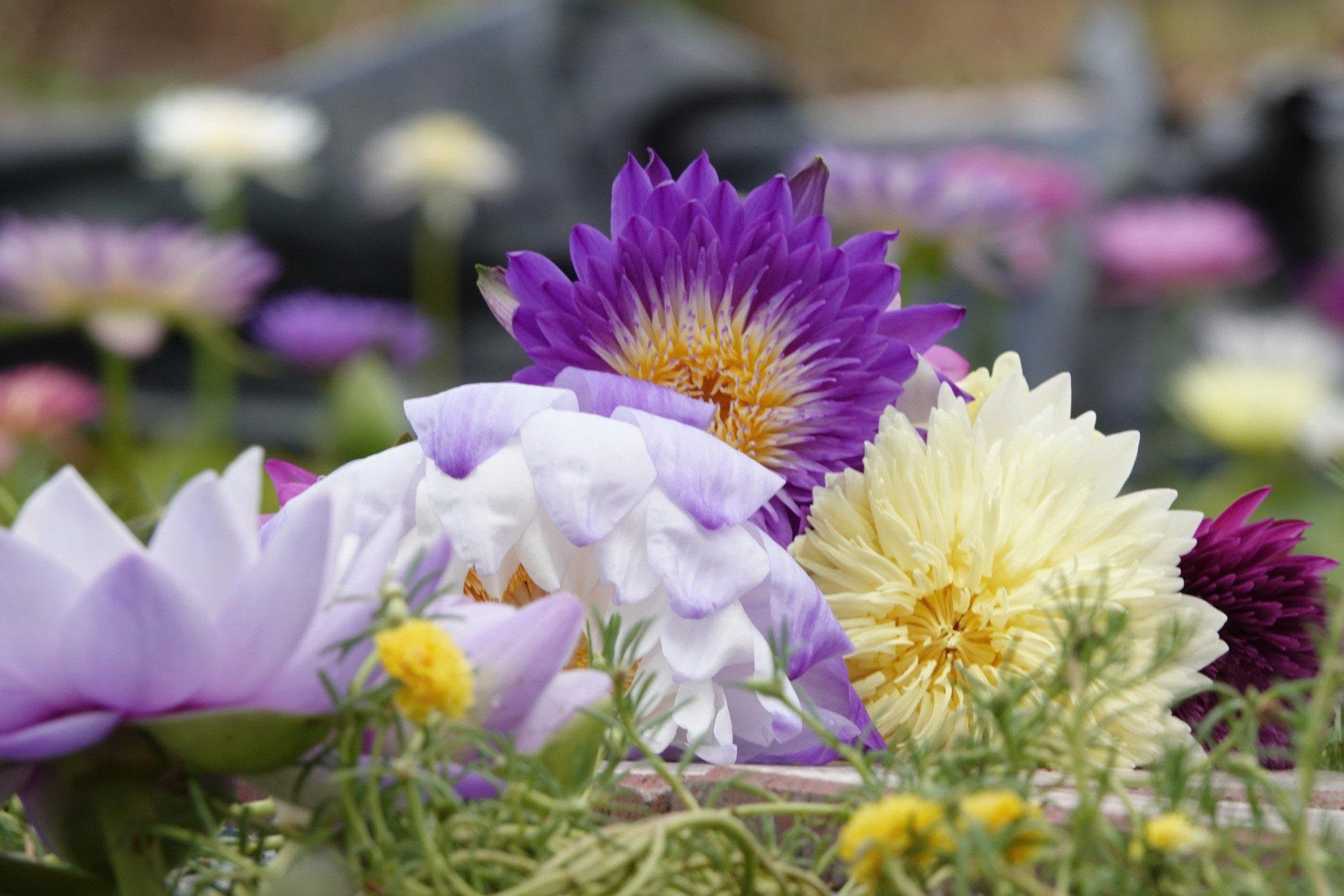 Kinh doanh hoa s&uacute;ng kiểng: C&aacute;ch phụ nữ Cần Thơ thu lợi triệu đồng mỗi ng&agrave;y - Ảnh 8.