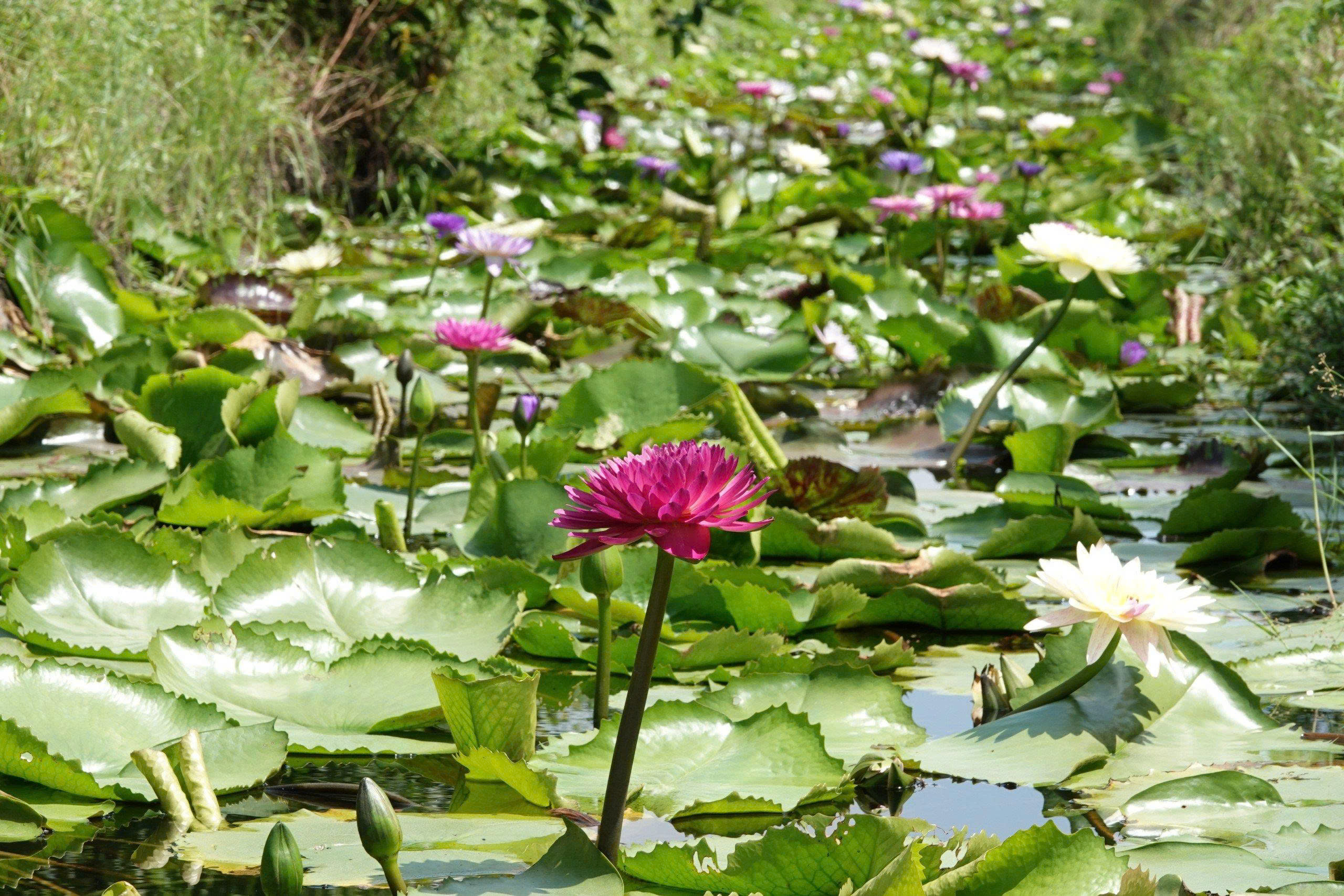 Kinh doanh hoa s&uacute;ng kiểng: C&aacute;ch phụ nữ Cần Thơ thu lợi triệu đồng mỗi ng&agrave;y - Ảnh 2.