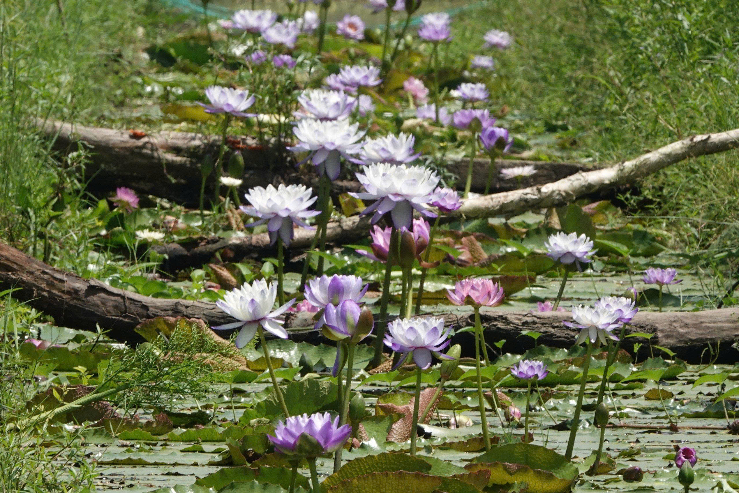 Kinh doanh hoa s&uacute;ng kiểng: C&aacute;ch phụ nữ Cần Thơ thu lợi triệu đồng mỗi ng&agrave;y - Ảnh 3.