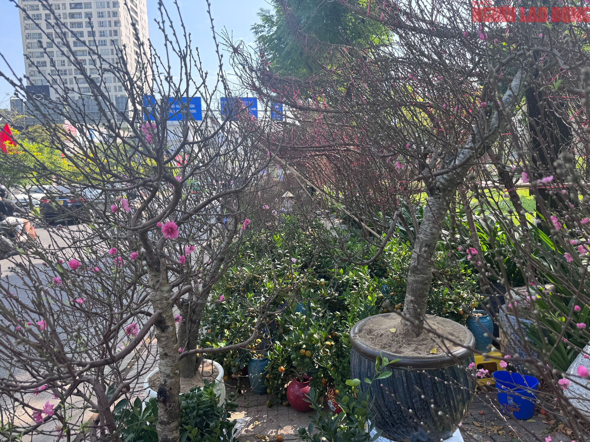 Gi&aacute; hoa đ&agrave;o Tết 2026 tại TPHCM: Sự b&ugrave;ng nổ về chất lượng v&agrave; gi&aacute; cả - Ảnh 2.