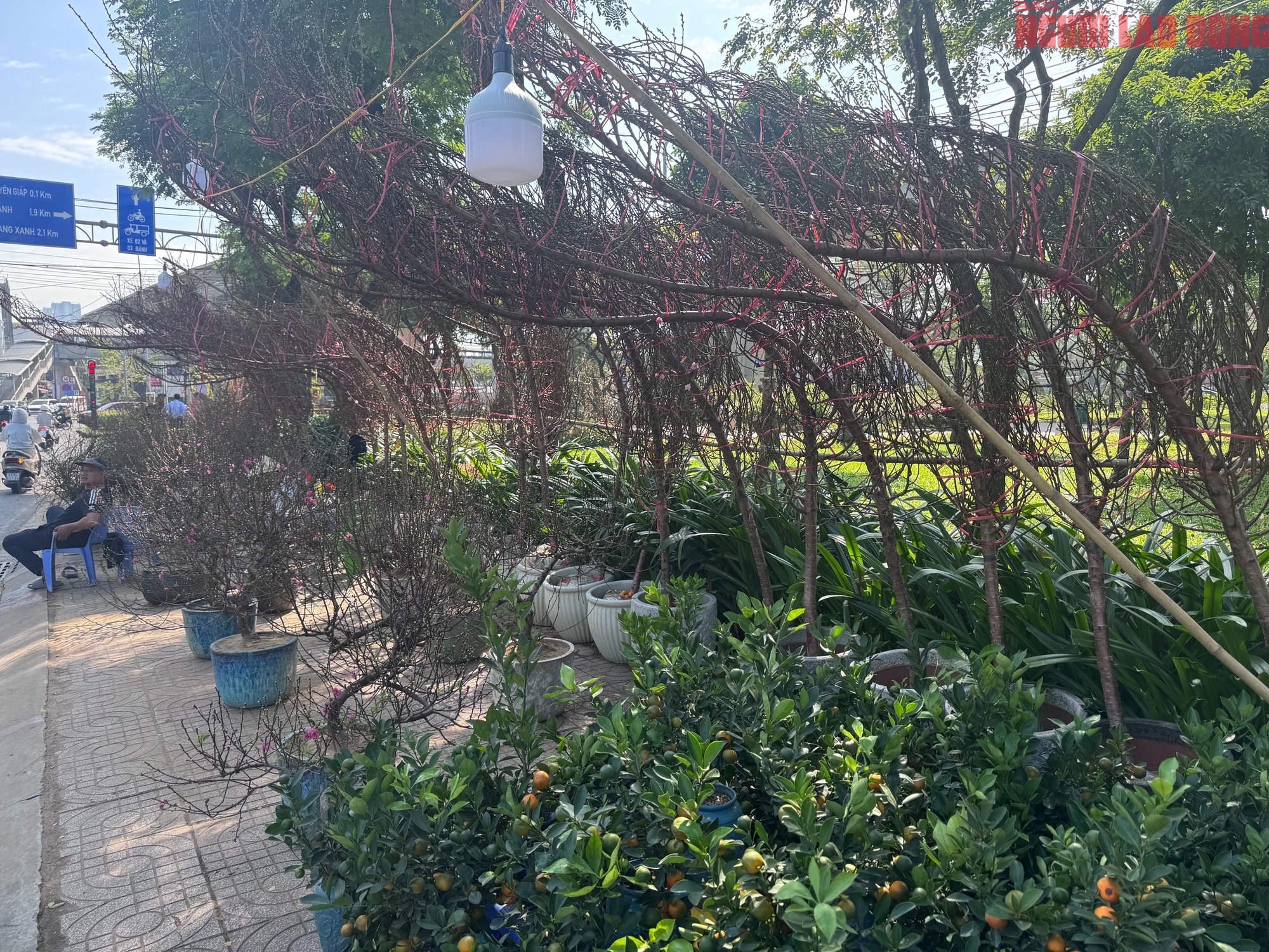 Gi&aacute; hoa đ&agrave;o Tết 2026 tại TPHCM: Sự b&ugrave;ng nổ về chất lượng v&agrave; gi&aacute; cả - Ảnh 3.