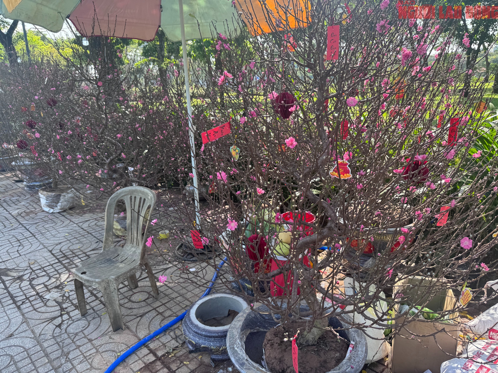 Gi&aacute; hoa đ&agrave;o Tết 2026 tại TPHCM: Sự b&ugrave;ng nổ về chất lượng v&agrave; gi&aacute; cả - Ảnh 4.