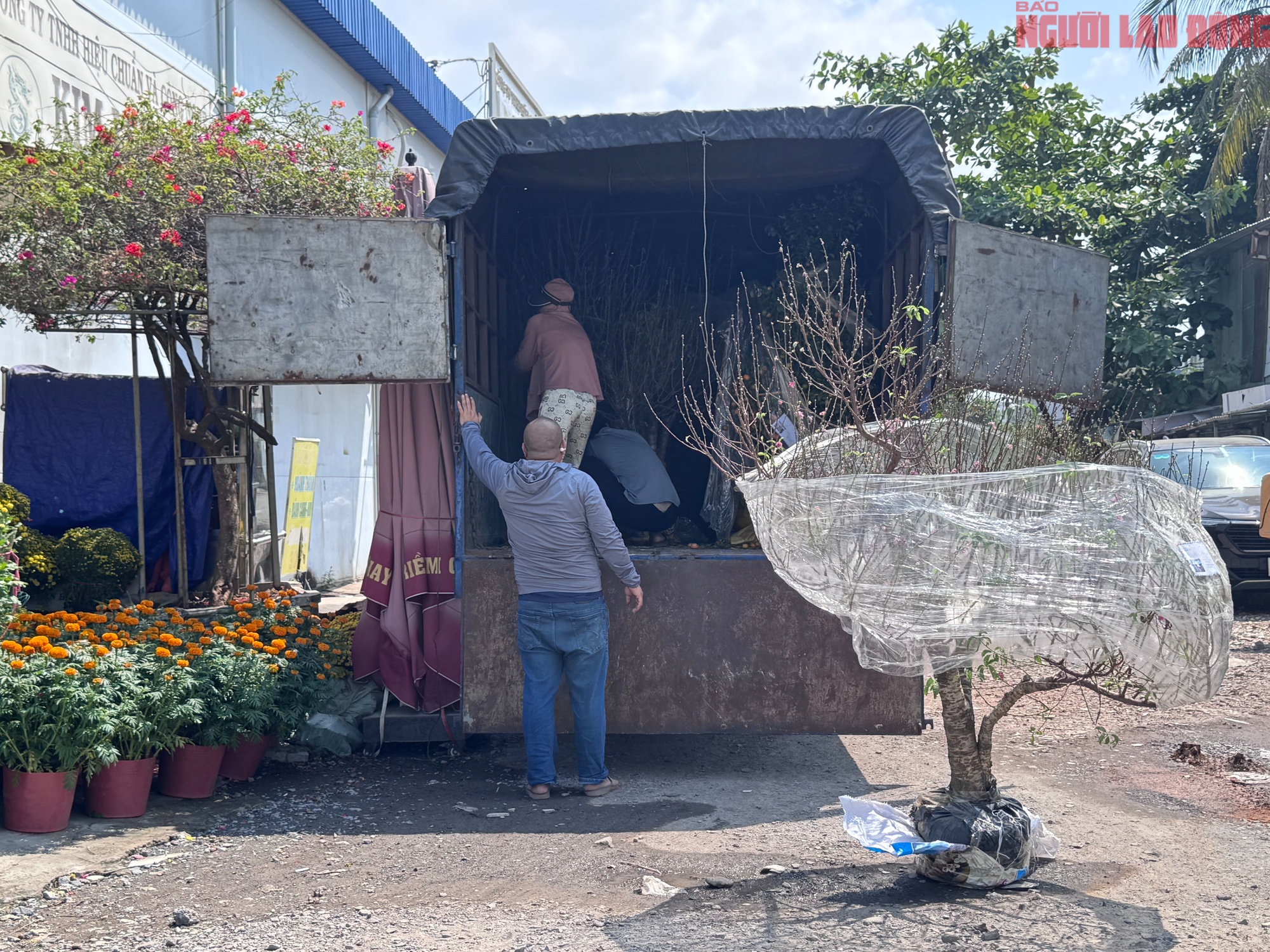 Gi&aacute; hoa đ&agrave;o Tết 2026 tại TPHCM: Sự b&ugrave;ng nổ về chất lượng v&agrave; gi&aacute; cả - Ảnh 5.