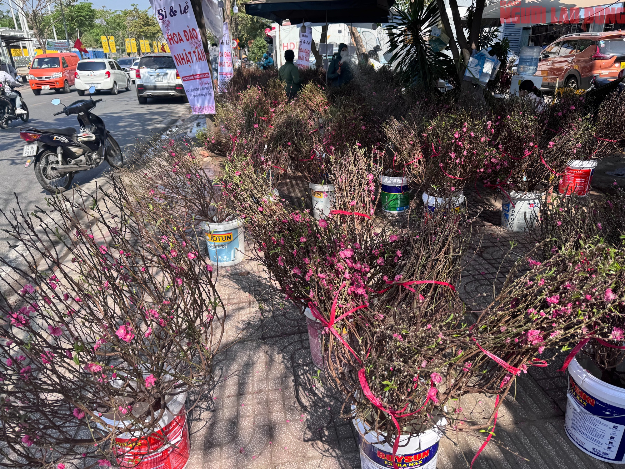 Gi&aacute; hoa đ&agrave;o Tết 2026 tại TPHCM: Sự b&ugrave;ng nổ về chất lượng v&agrave; gi&aacute; cả - Ảnh 6.