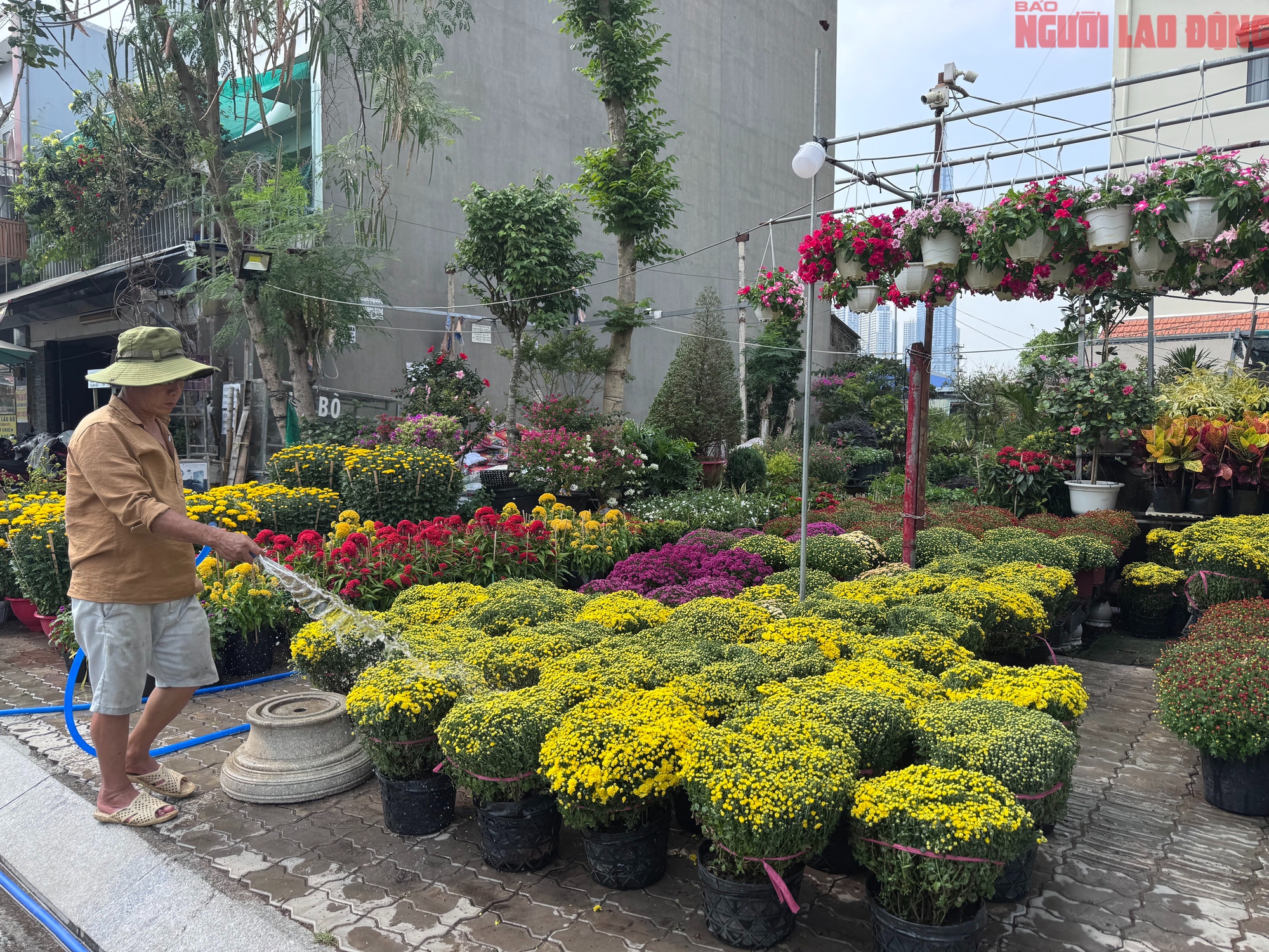 Gi&aacute; hoa đ&agrave;o Tết 2026 tại TPHCM: Sự b&ugrave;ng nổ về chất lượng v&agrave; gi&aacute; cả - Ảnh 7.