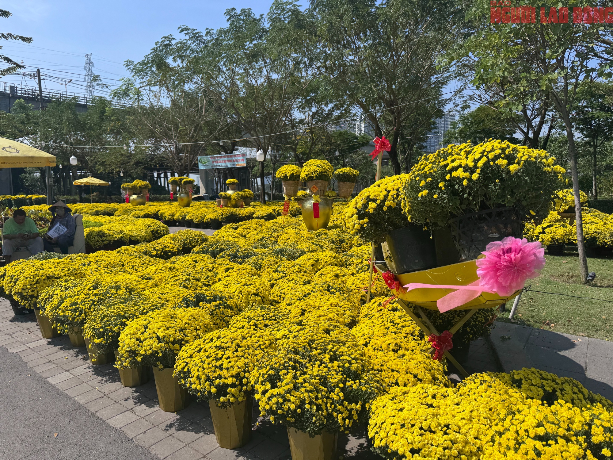 Gi&aacute; hoa đ&agrave;o Tết 2026 tại TPHCM: Sự b&ugrave;ng nổ về chất lượng v&agrave; gi&aacute; cả - Ảnh 10.