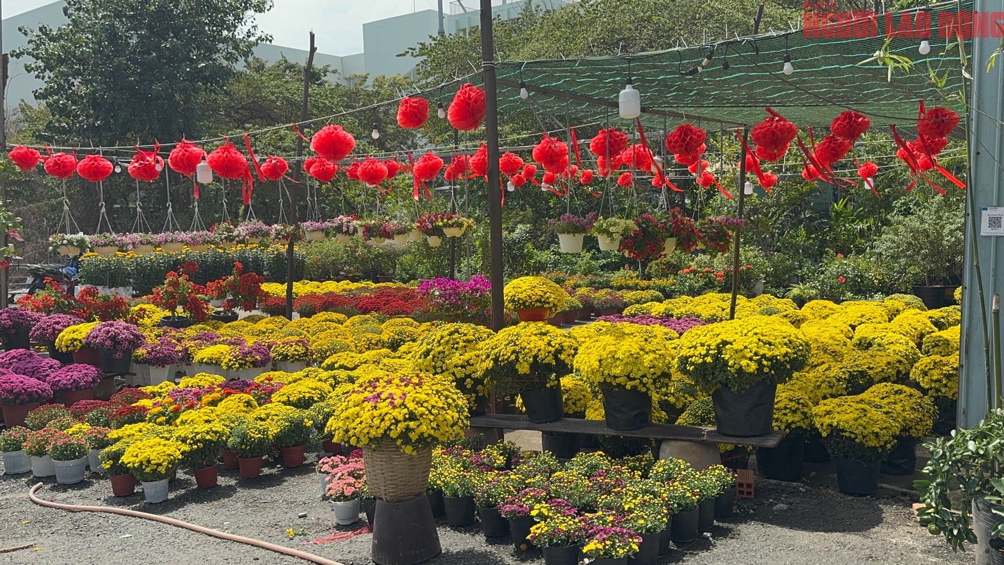 Gi&aacute; hoa đ&agrave;o Tết 2026 tại TPHCM: Sự b&ugrave;ng nổ về chất lượng v&agrave; gi&aacute; cả - Ảnh 11.