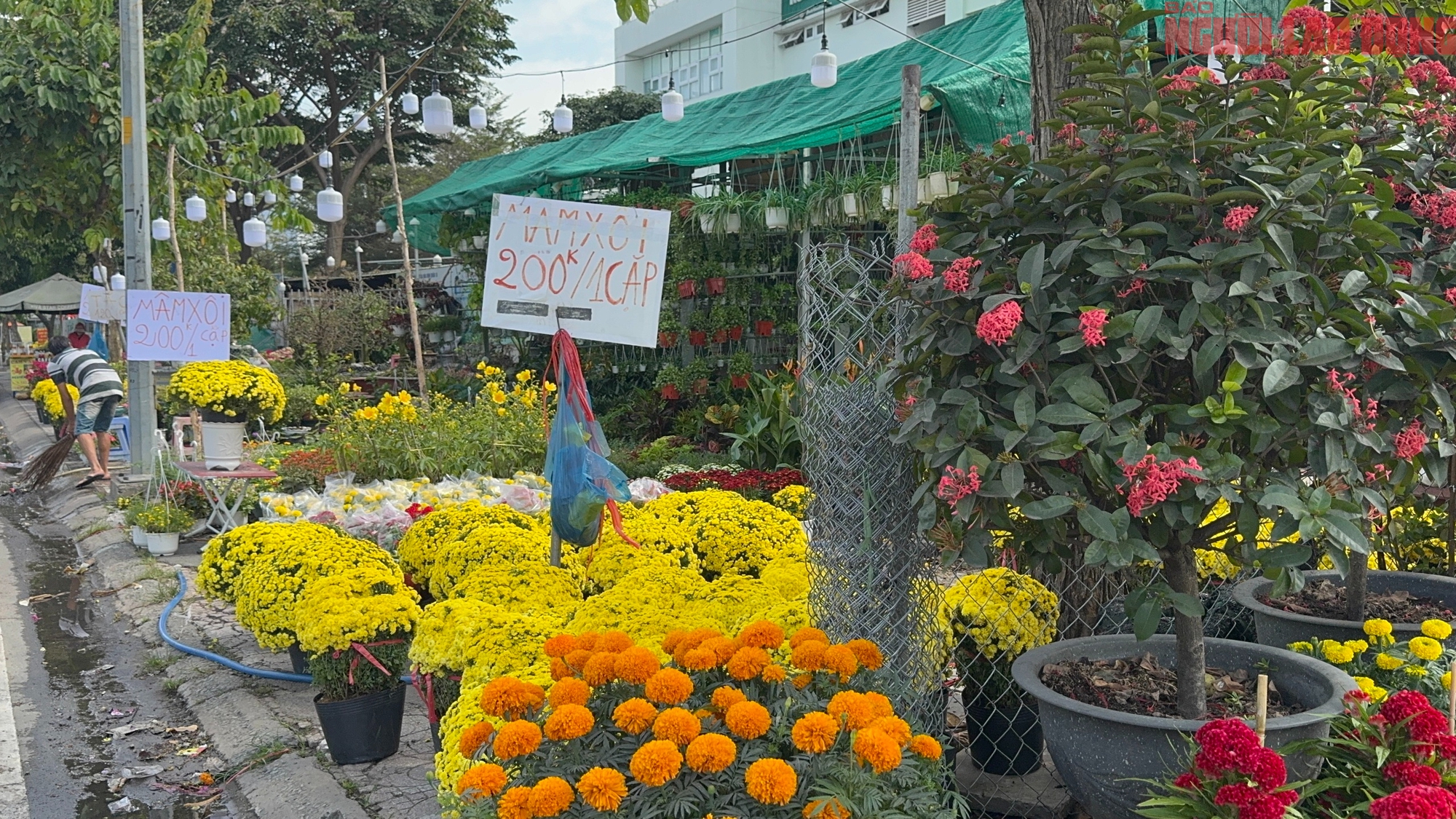 Gi&aacute; hoa đ&agrave;o Tết 2026 tại TPHCM: Sự b&ugrave;ng nổ về chất lượng v&agrave; gi&aacute; cả - Ảnh 12.