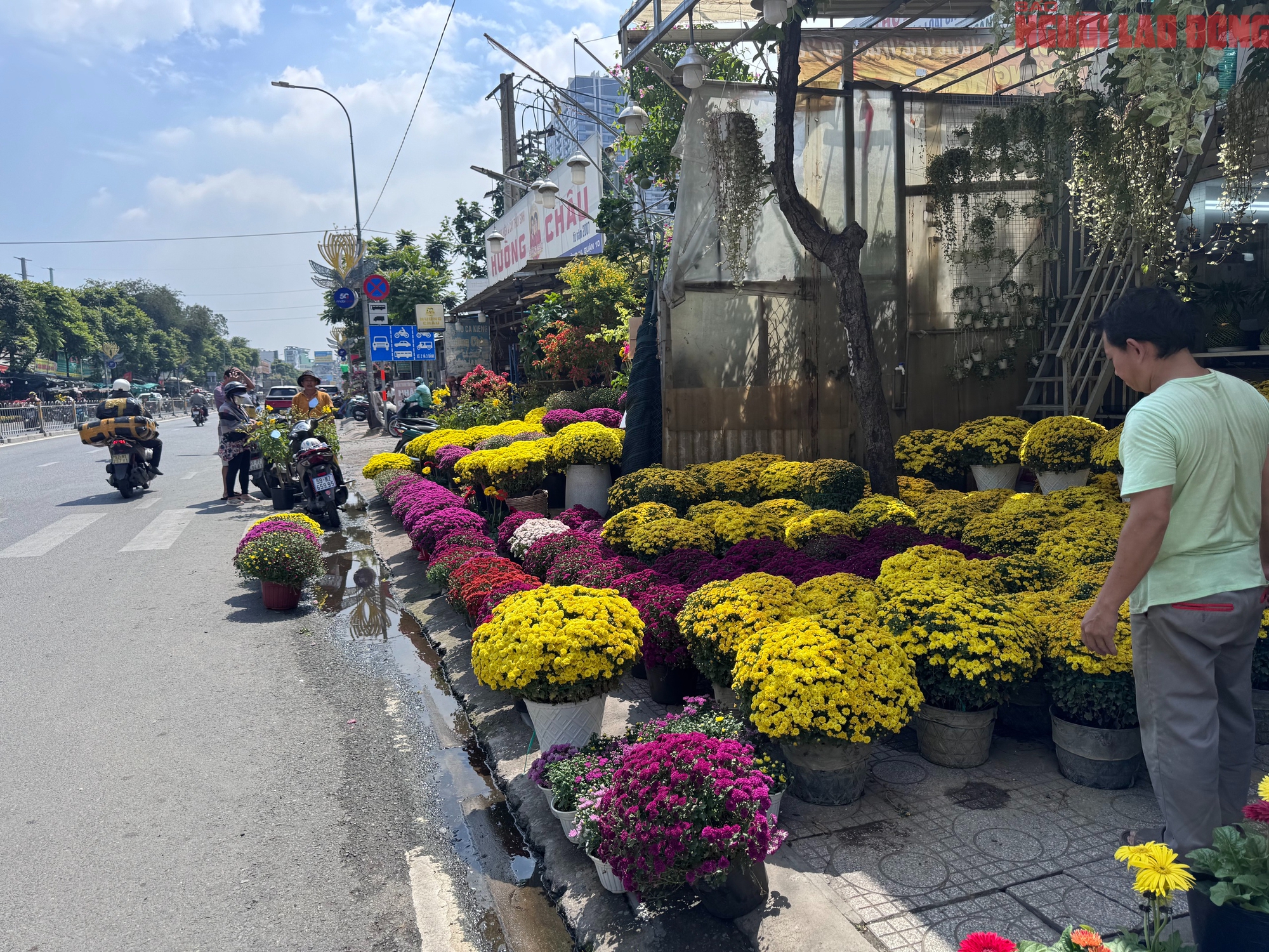 Gi&aacute; hoa đ&agrave;o Tết 2026 tại TPHCM: Sự b&ugrave;ng nổ về chất lượng v&agrave; gi&aacute; cả - Ảnh 13.