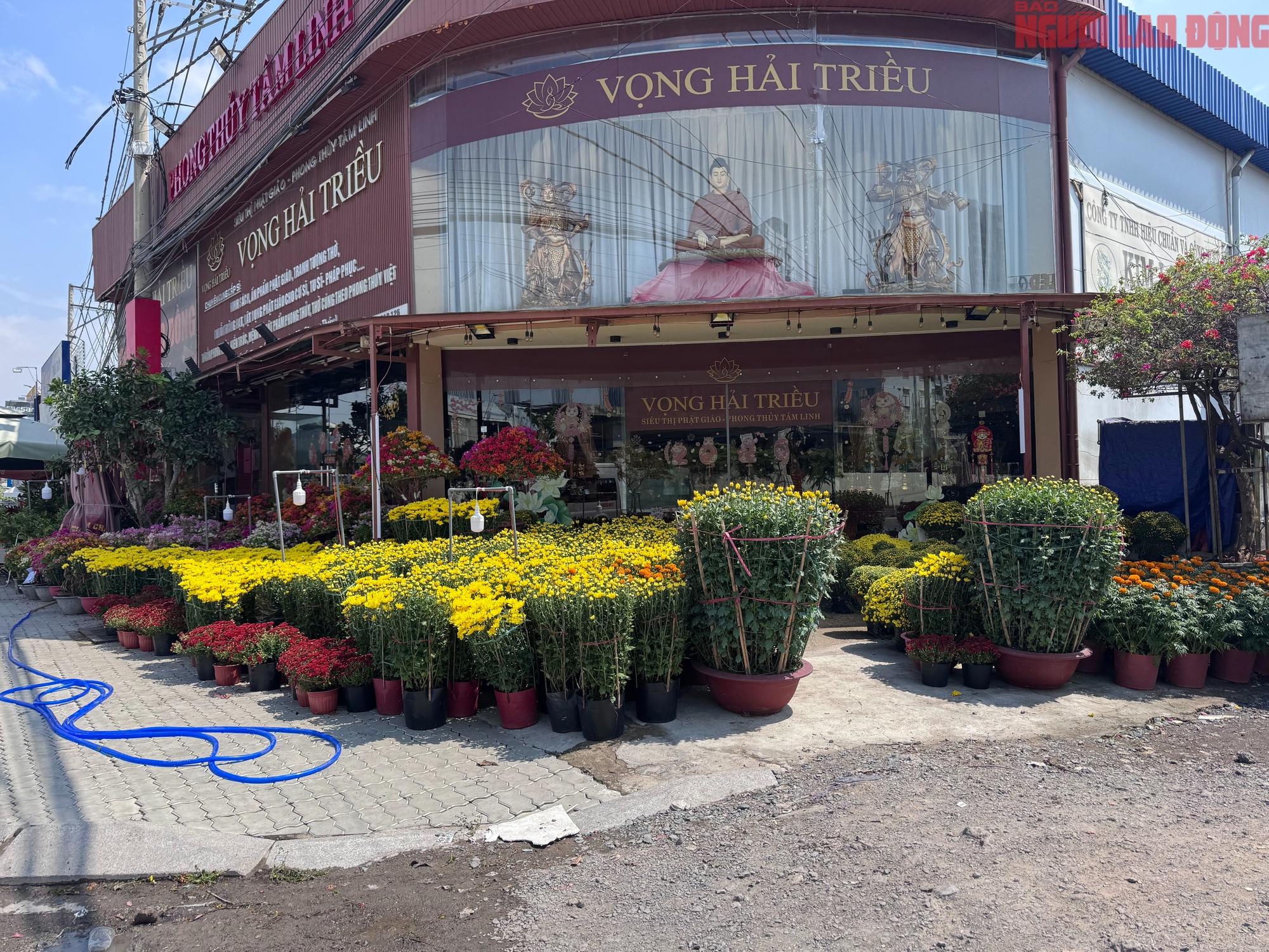 Gi&aacute; hoa đ&agrave;o Tết 2026 tại TPHCM: Sự b&ugrave;ng nổ về chất lượng v&agrave; gi&aacute; cả - Ảnh 15.