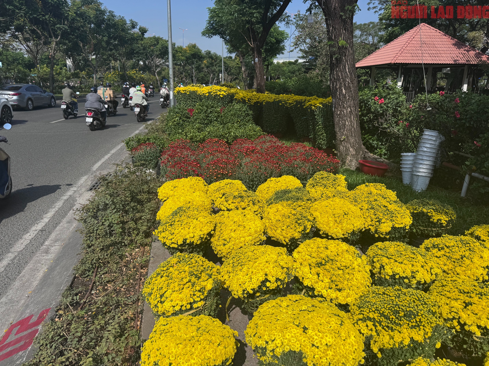 Gi&aacute; hoa đ&agrave;o Tết 2026 tại TPHCM: Sự b&ugrave;ng nổ về chất lượng v&agrave; gi&aacute; cả - Ảnh 17.