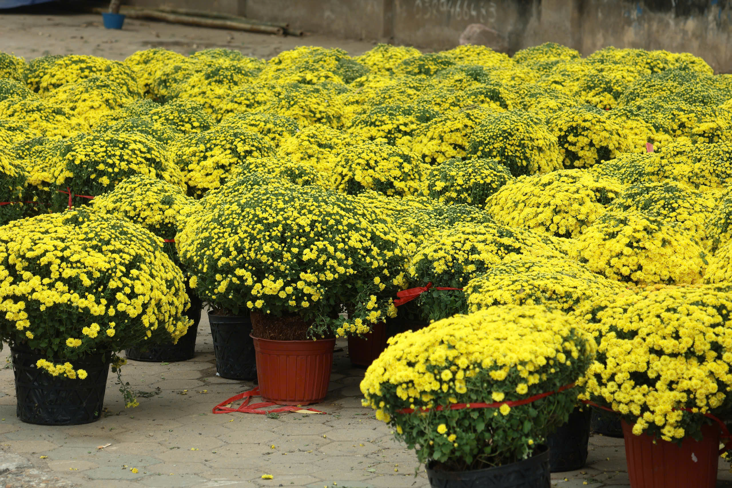 Phố, phường Thủ đ&ocirc; H&agrave; Nội rực rỡ sắc Xu&acirc;n  - Ảnh 14.