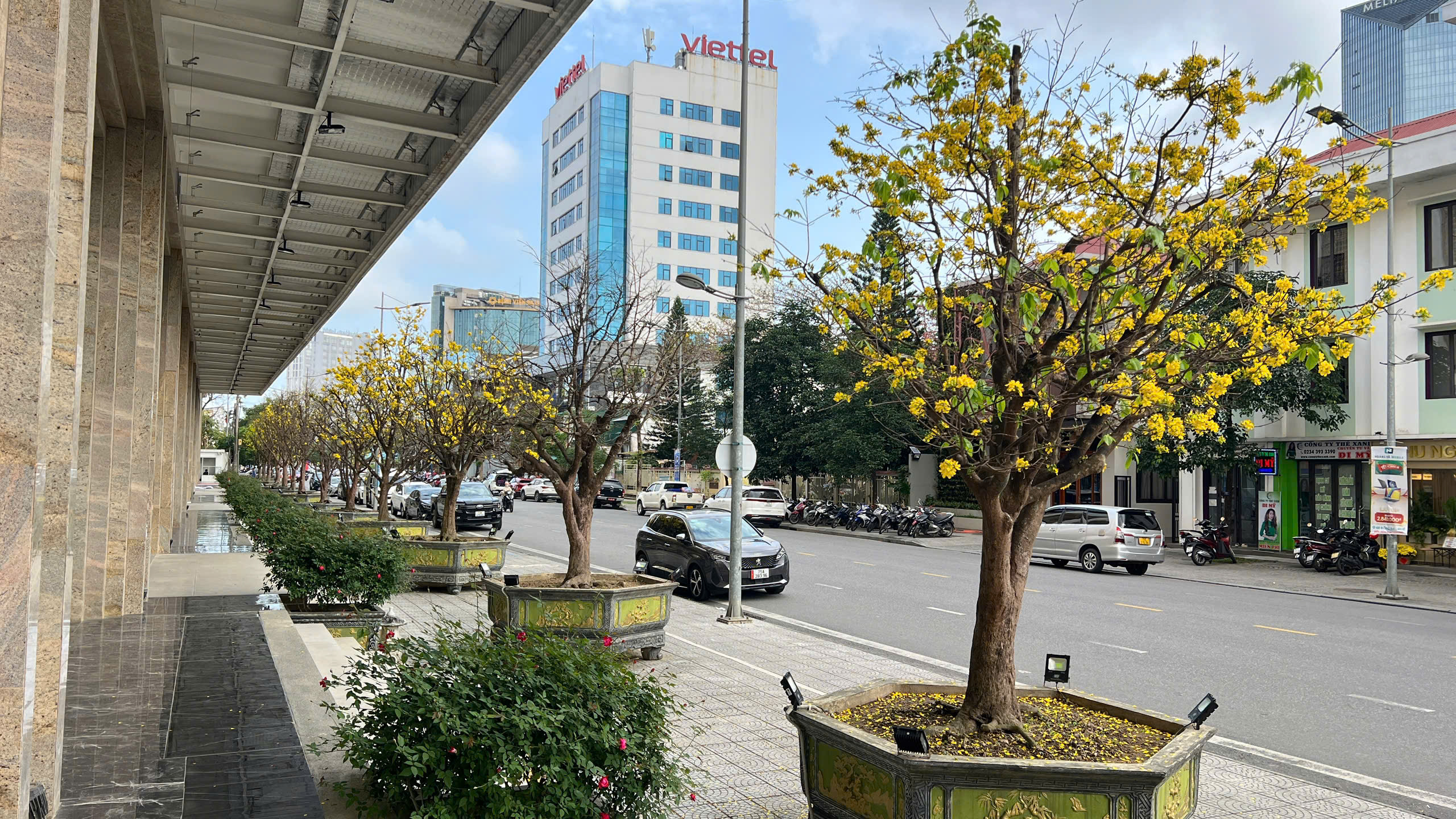 Ngỡ ng&agrave;ng phố mai v&agrave;ng ở giao lộ sầm uất bậc nhất xứ Huế - Ảnh 2.