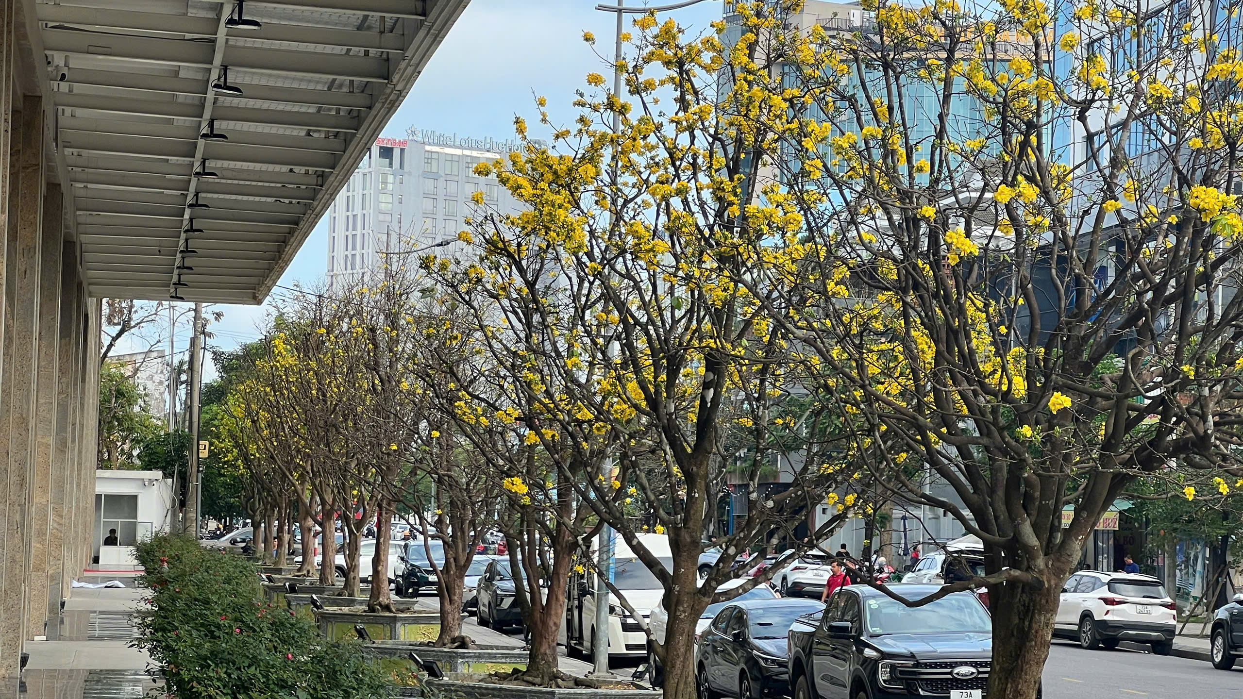 Ngỡ ng&agrave;ng phố mai v&agrave;ng ở giao lộ sầm uất bậc nhất xứ Huế - Ảnh 5.