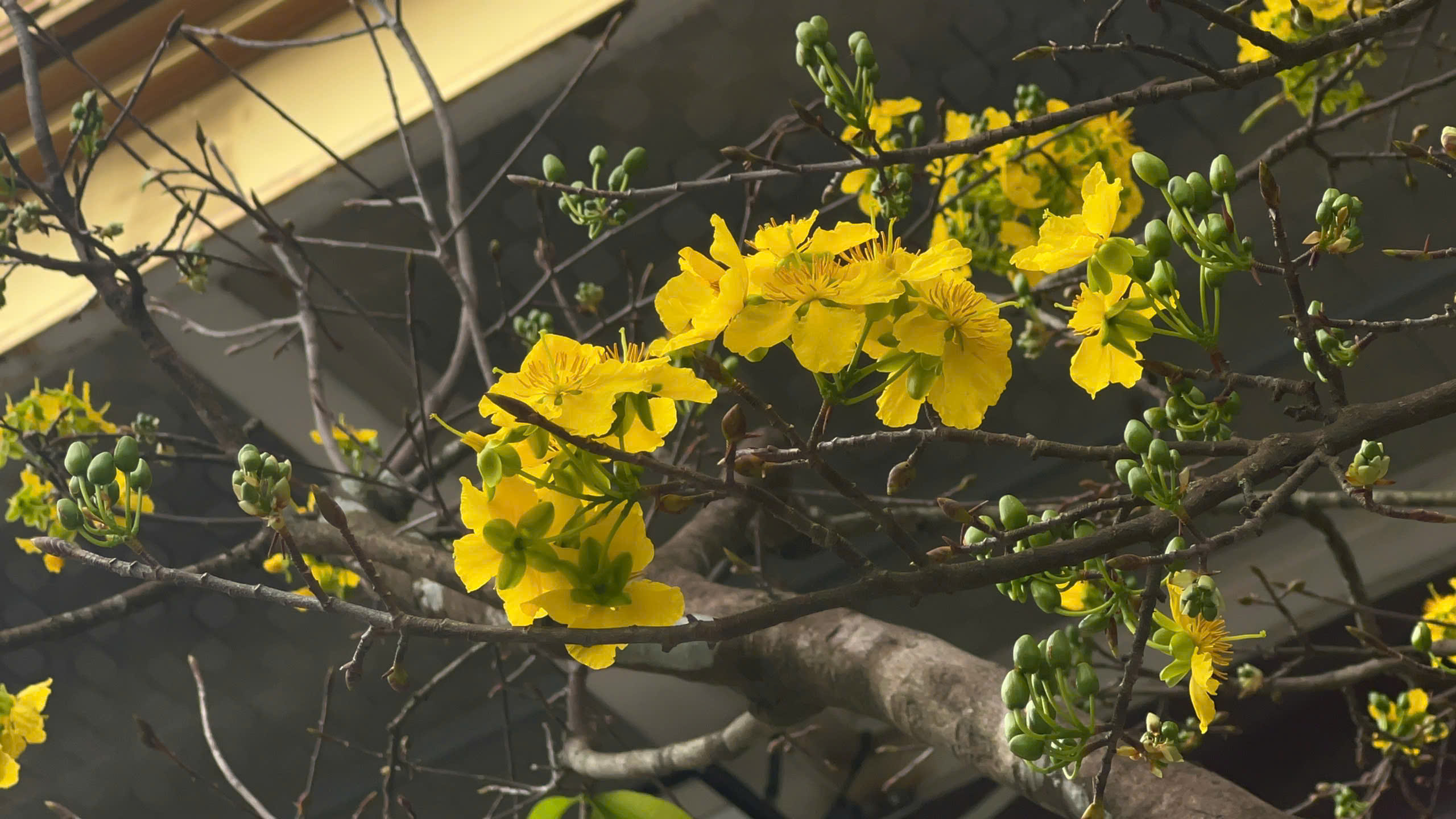 Ngỡ ng&agrave;ng phố mai v&agrave;ng ở giao lộ sầm uất bậc nhất xứ Huế - Ảnh 6.