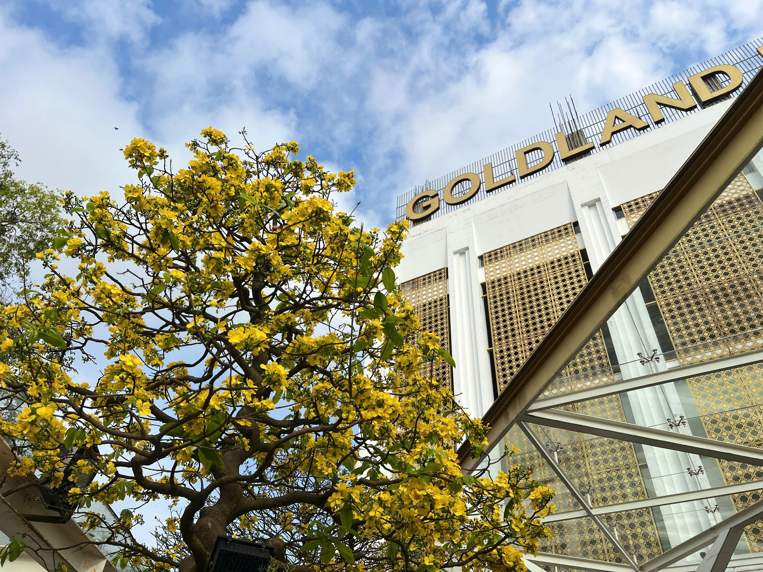 Ngỡ ng&agrave;ng phố mai v&agrave;ng ở giao lộ sầm uất bậc nhất xứ Huế - Ảnh 14.