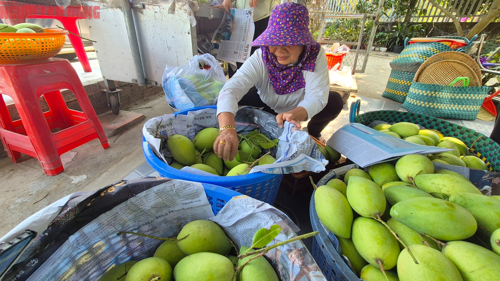 Gi&aacute; x&ograve;ai c&aacute;t h&ograve;a Lộc Tết 2026 cao kỷ lục , người ti&ecirc;u d&ugrave;ng sợ gi&aacute; - Ảnh 3.